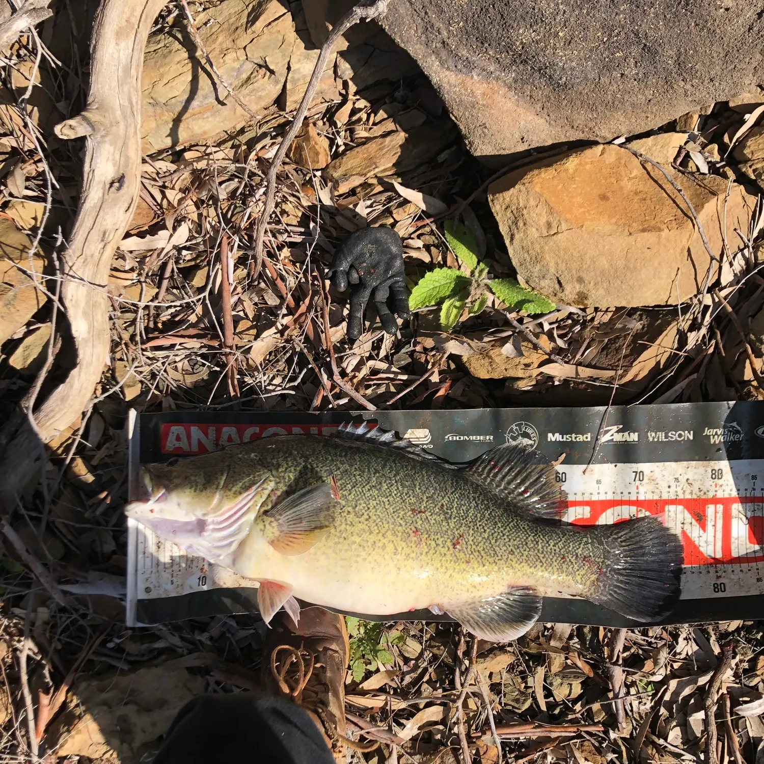 The most recent Murray cod catches on Fishbrain