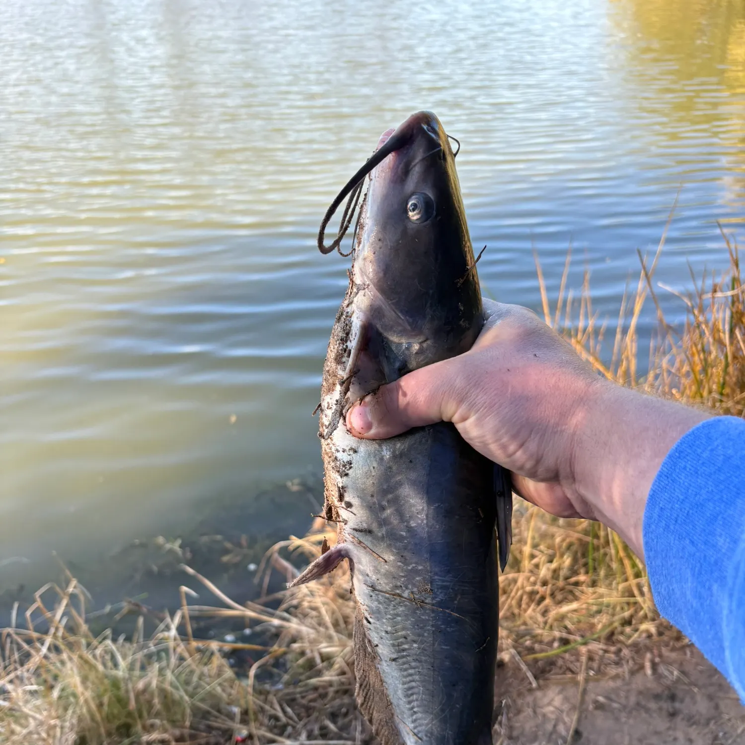 The most recent Channel catfish catches on Fishbrain