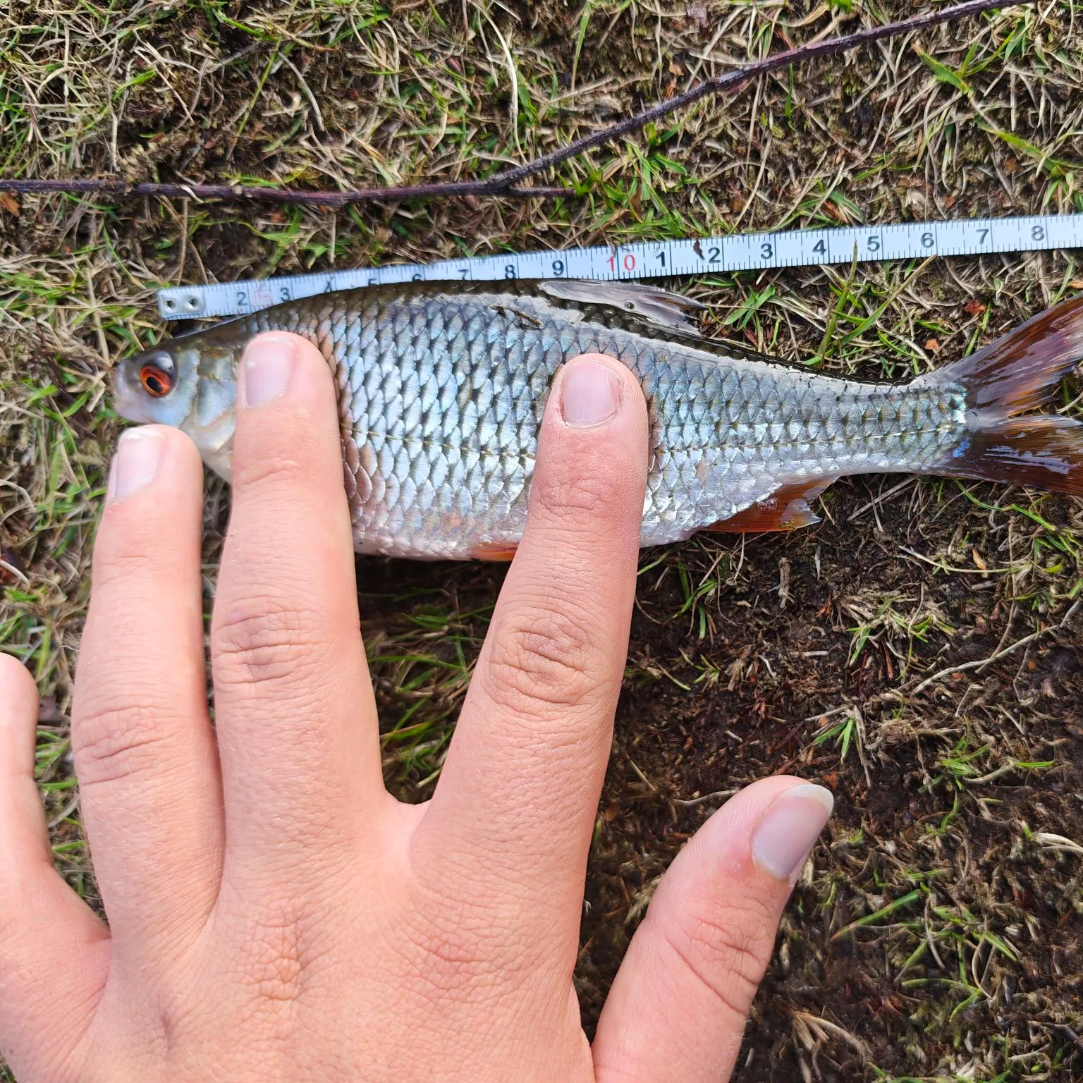 Common roach caught on Fishbrain