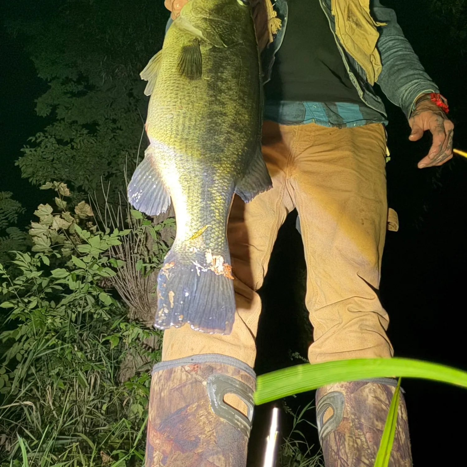 Largemouth bass caught on Fishbrain