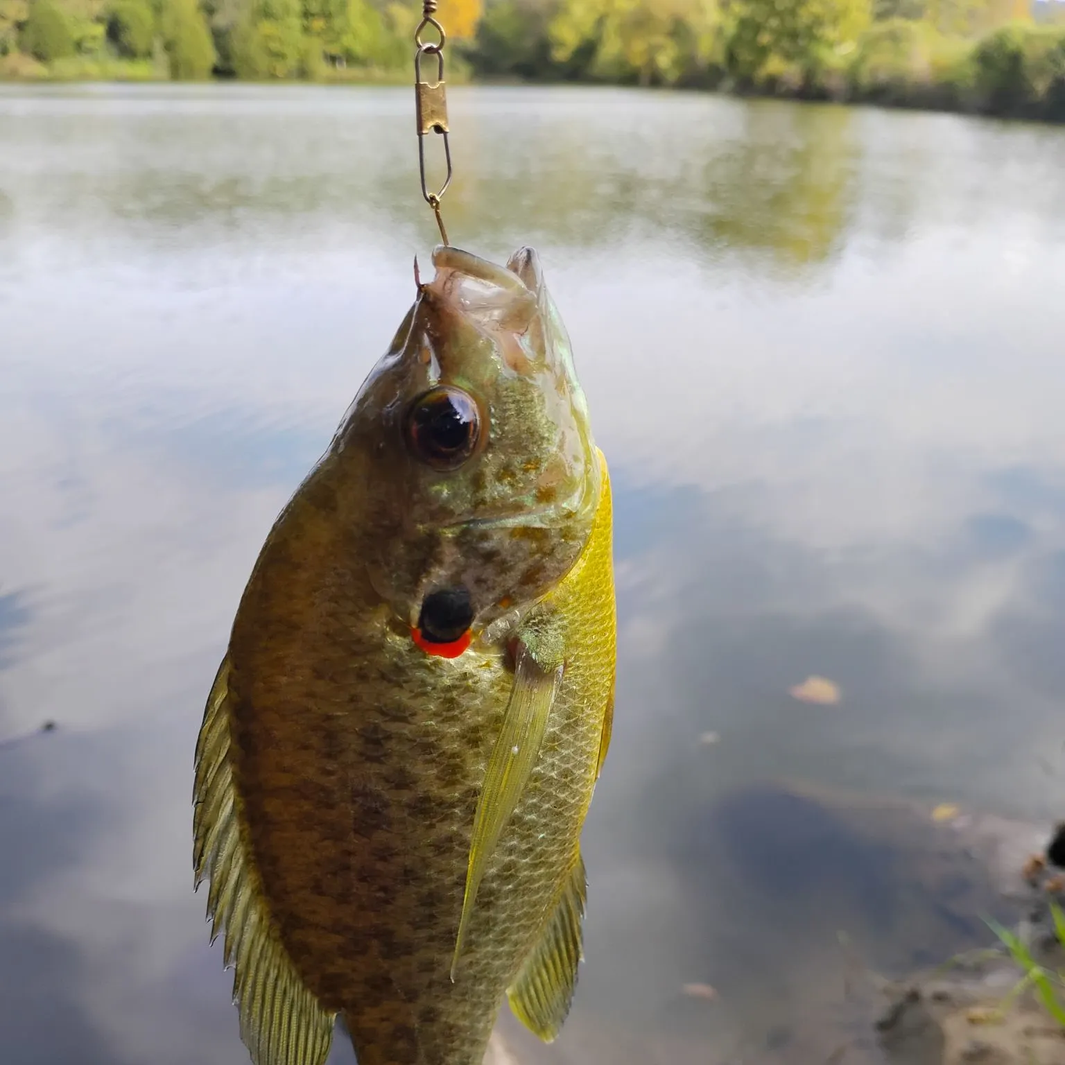 Redear sunfish caught on Fishbrain