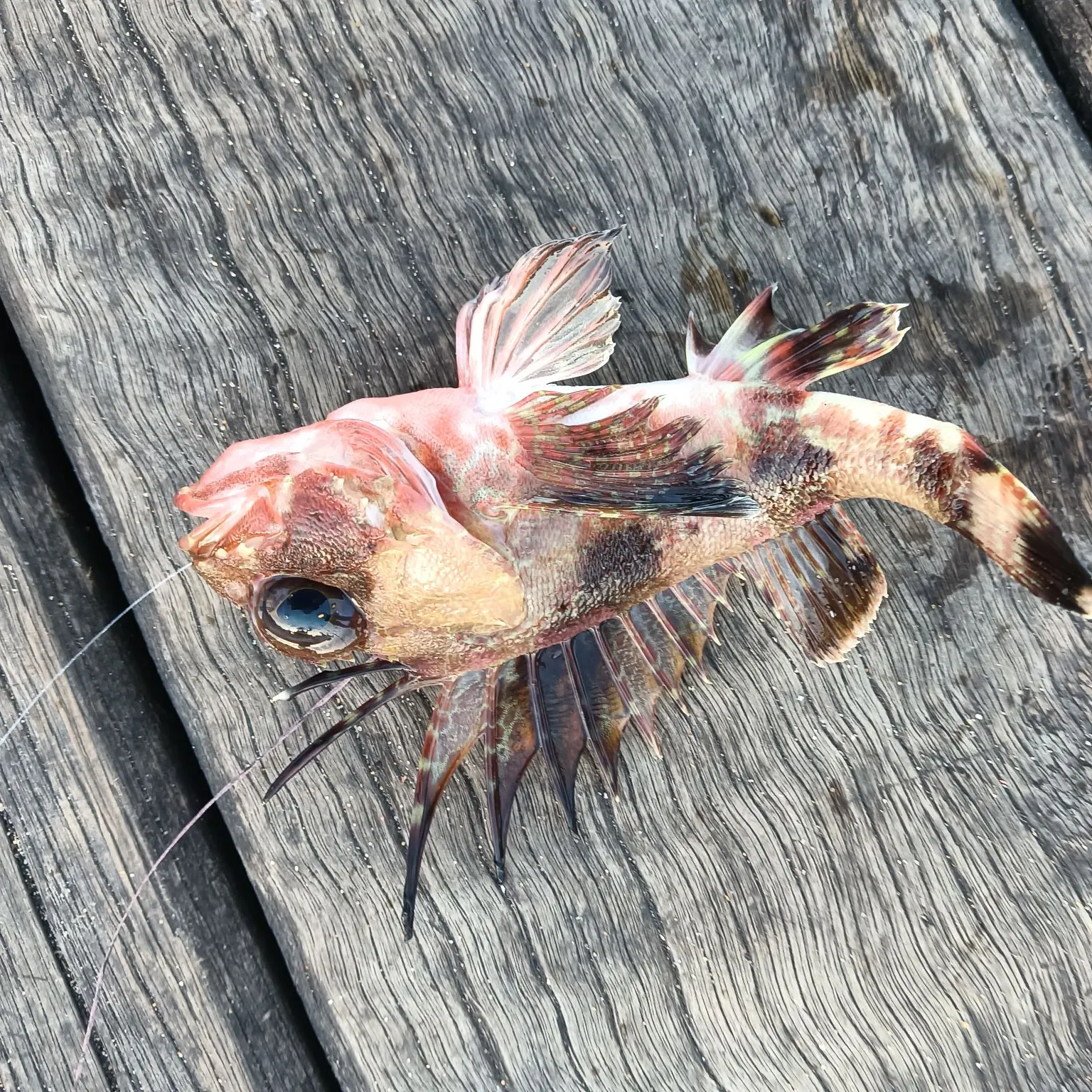 The most recent Red gurnard perch catches on Fishbrain