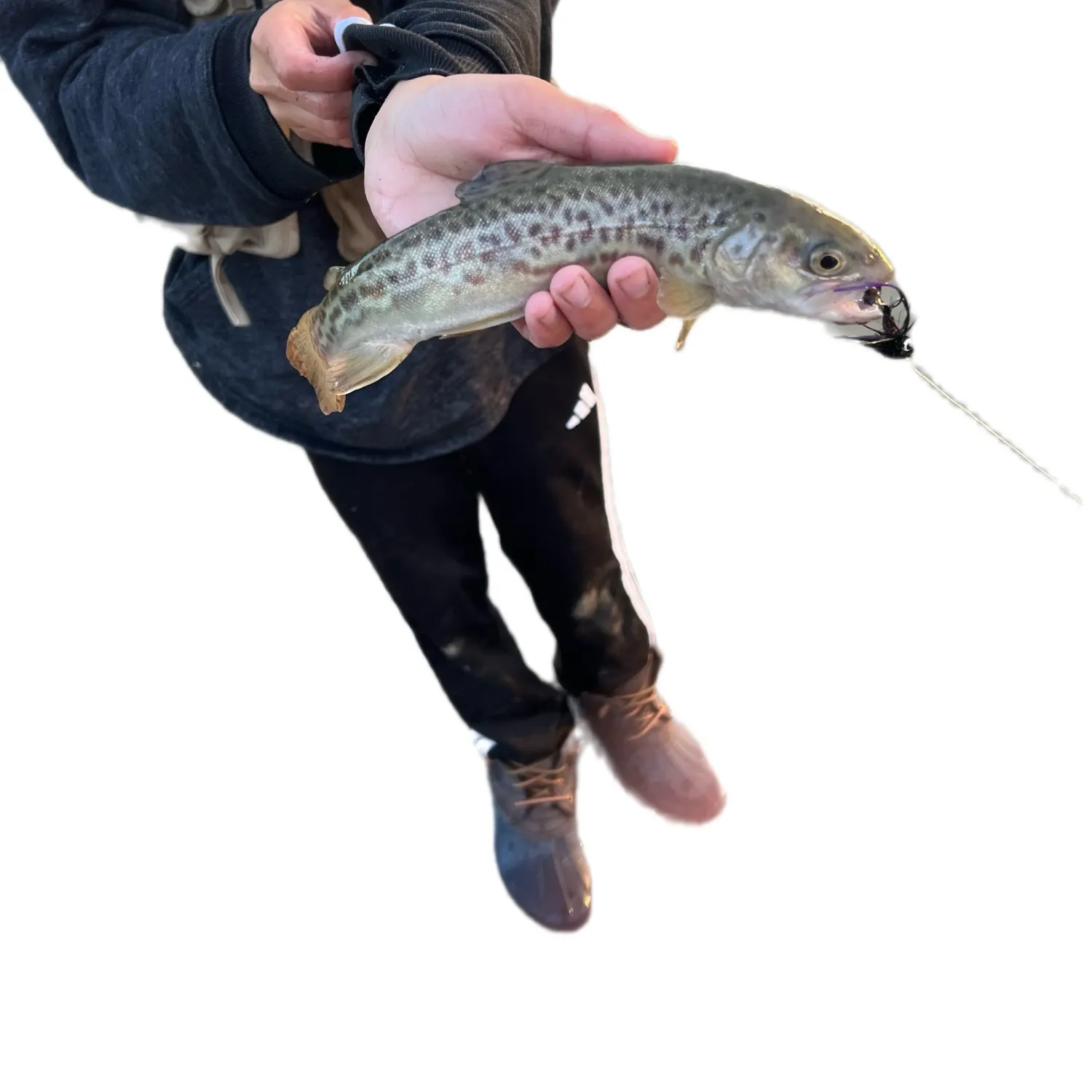 The most recent Tiger trout catches on Fishbrain