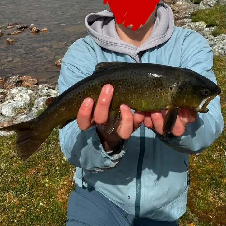 The most recent Lake trout catches on Fishbrain