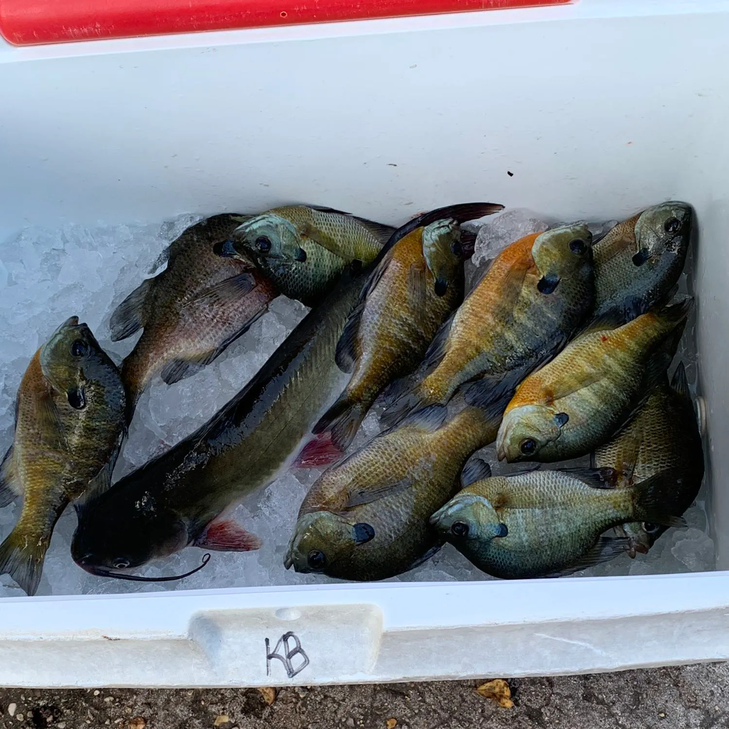 recently logged catches