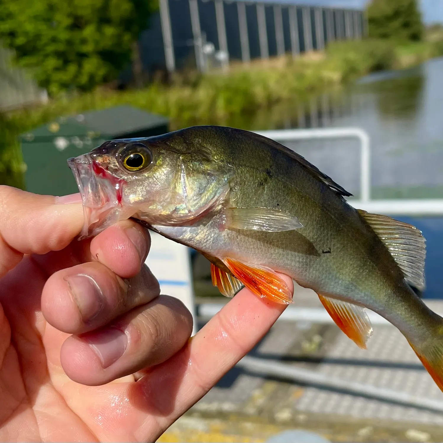 European perch caught on Fishbrain