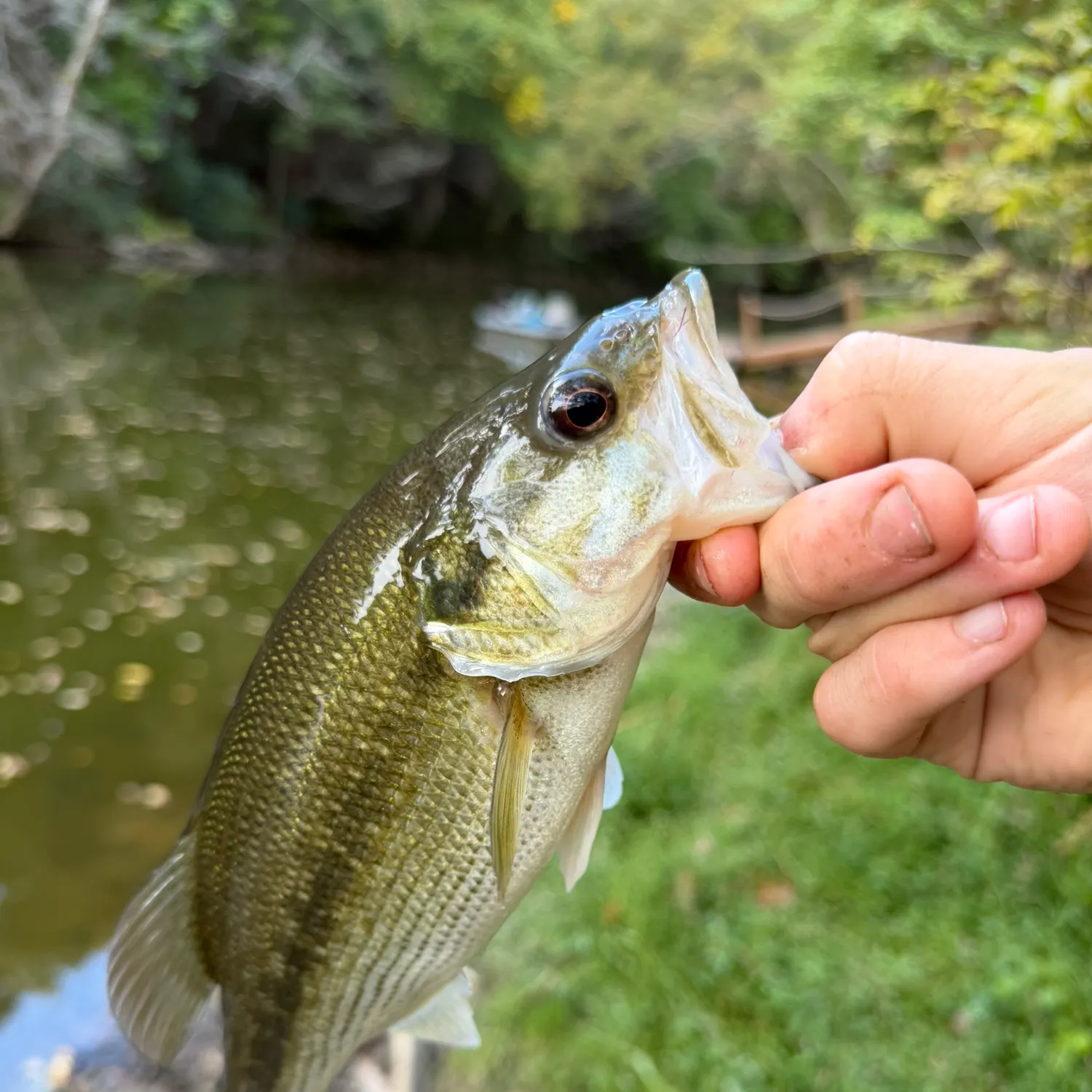 Spotted bass caught on Fishbrain