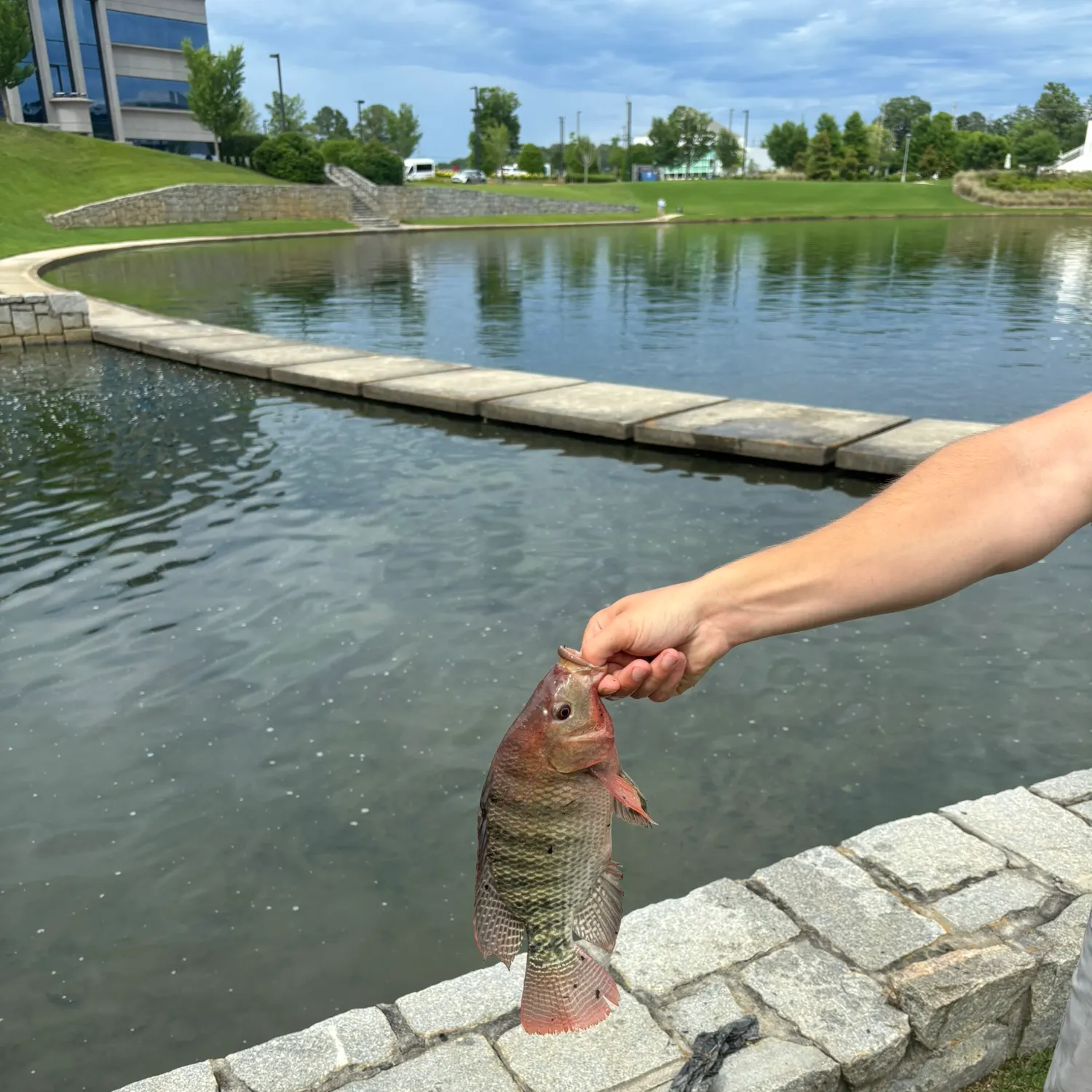 The most recent Redbreast tilapia catches on Fishbrain