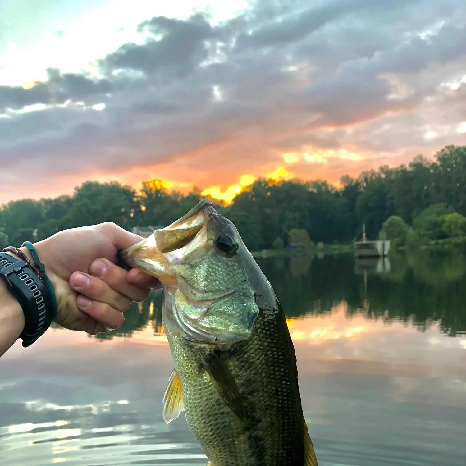 Largemouth bass caught on Fishbrain
