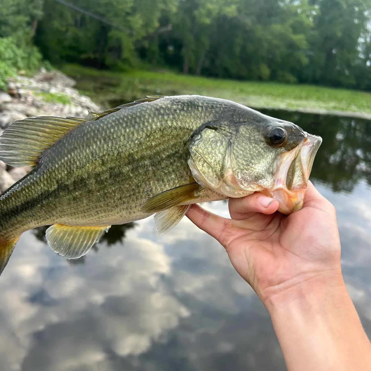 Largemouth bass caught on Fishbrain