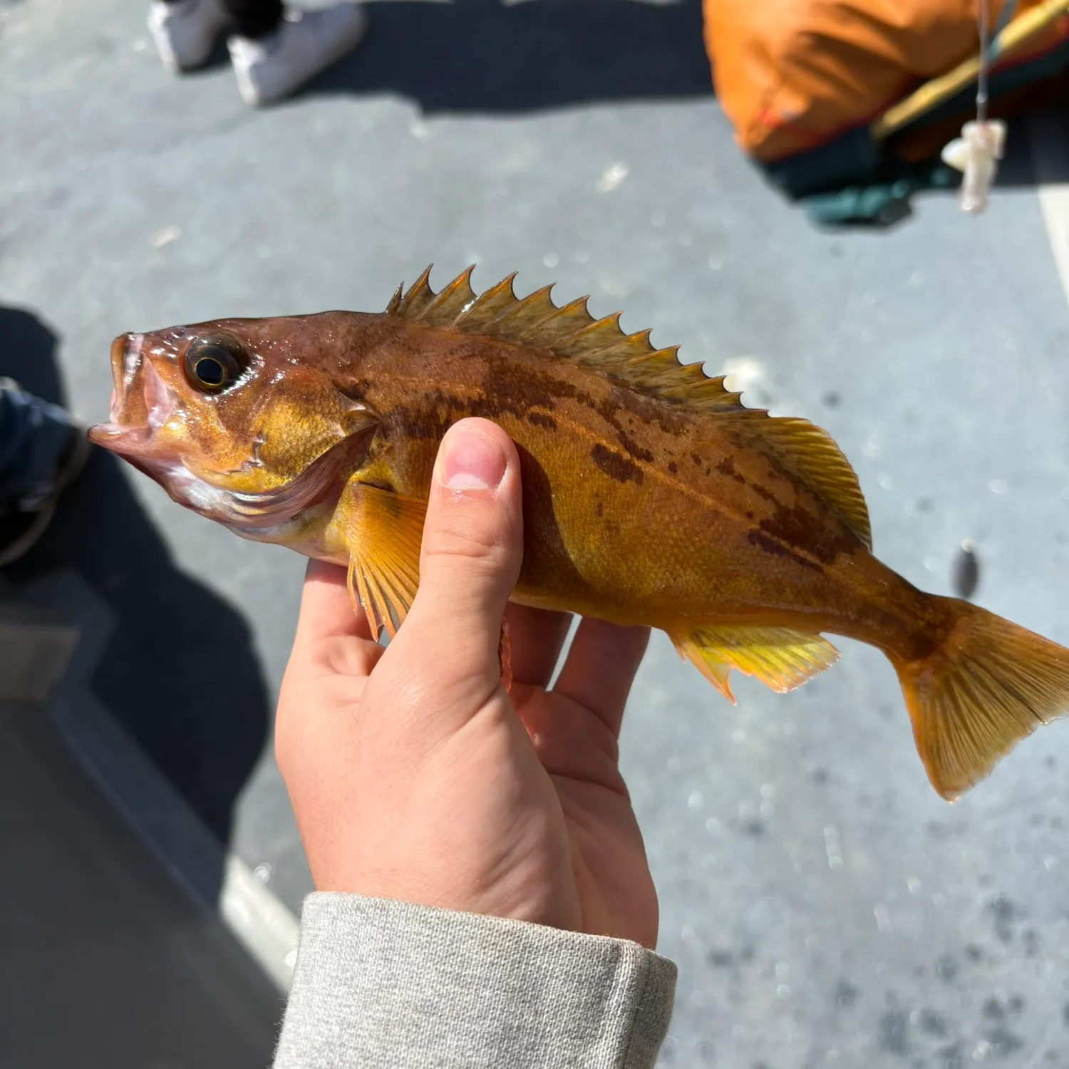 The most recent Squarespot rockfish catches on Fishbrain