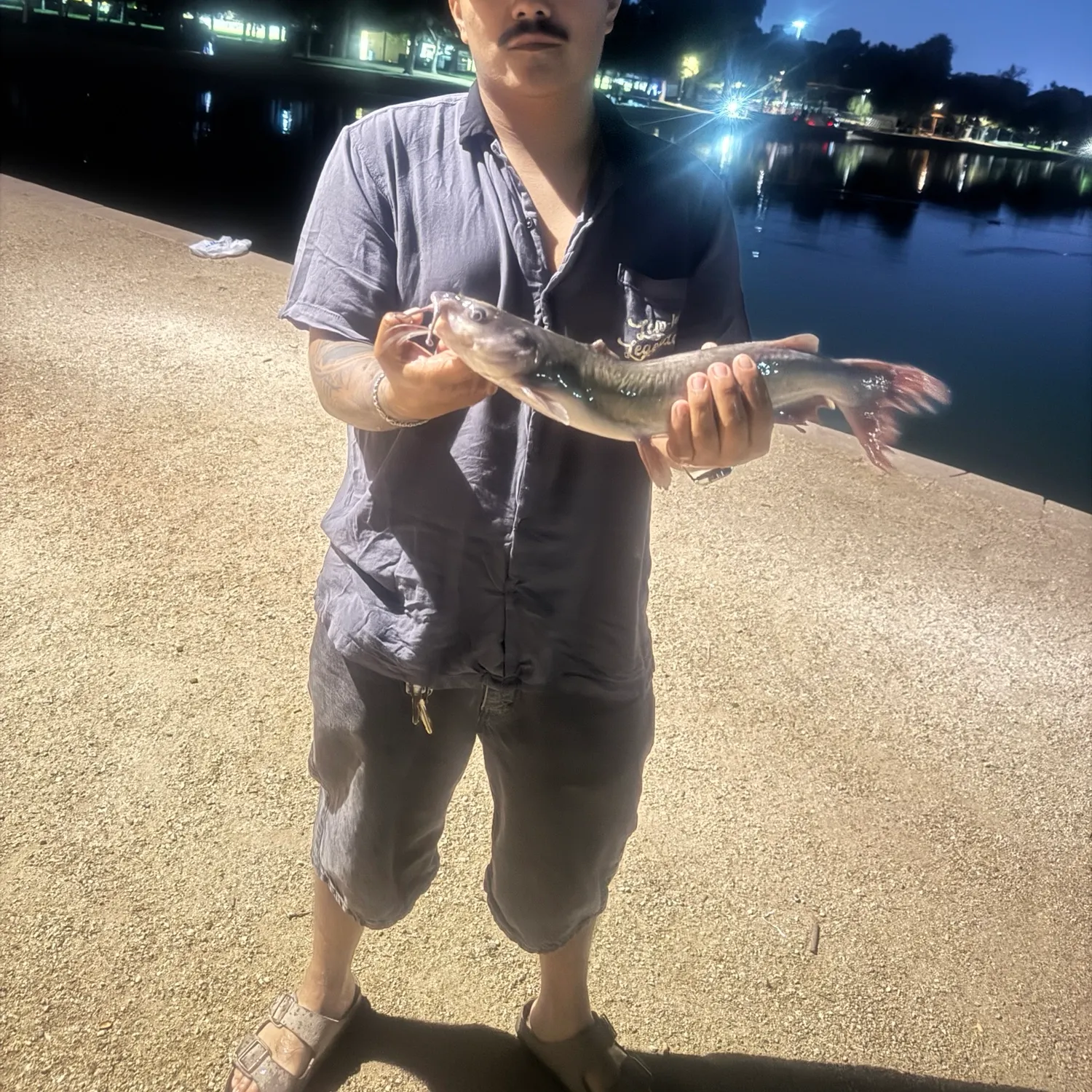 Channel catfish caught on Fishbrain