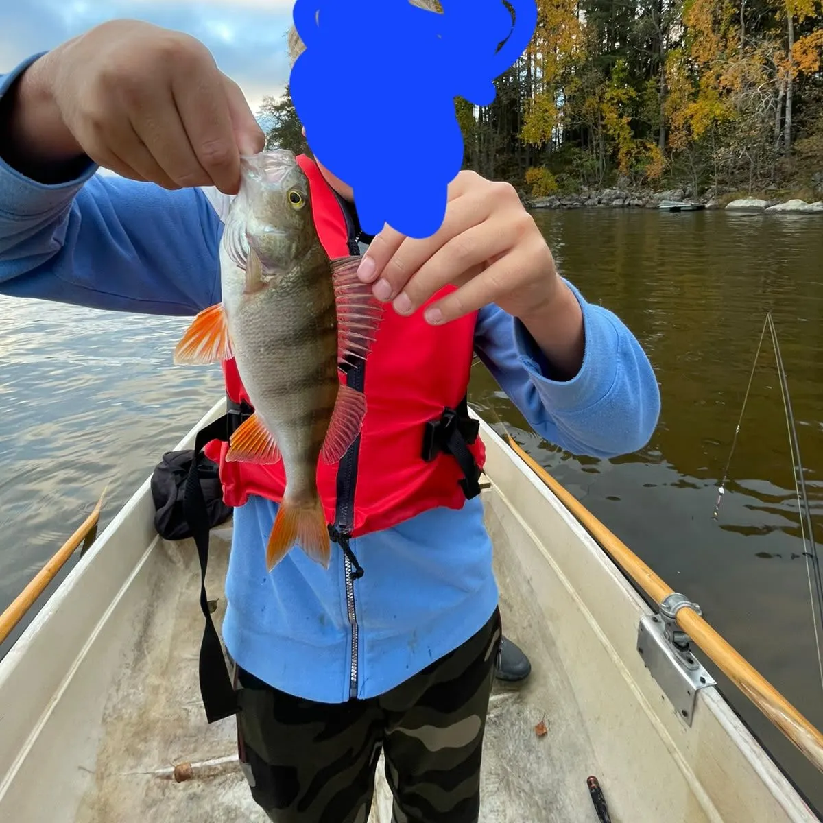 European perch caught on Fishbrain