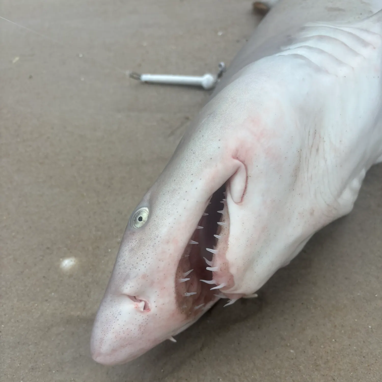 The most recent Sand tiger shark catches on Fishbrain
