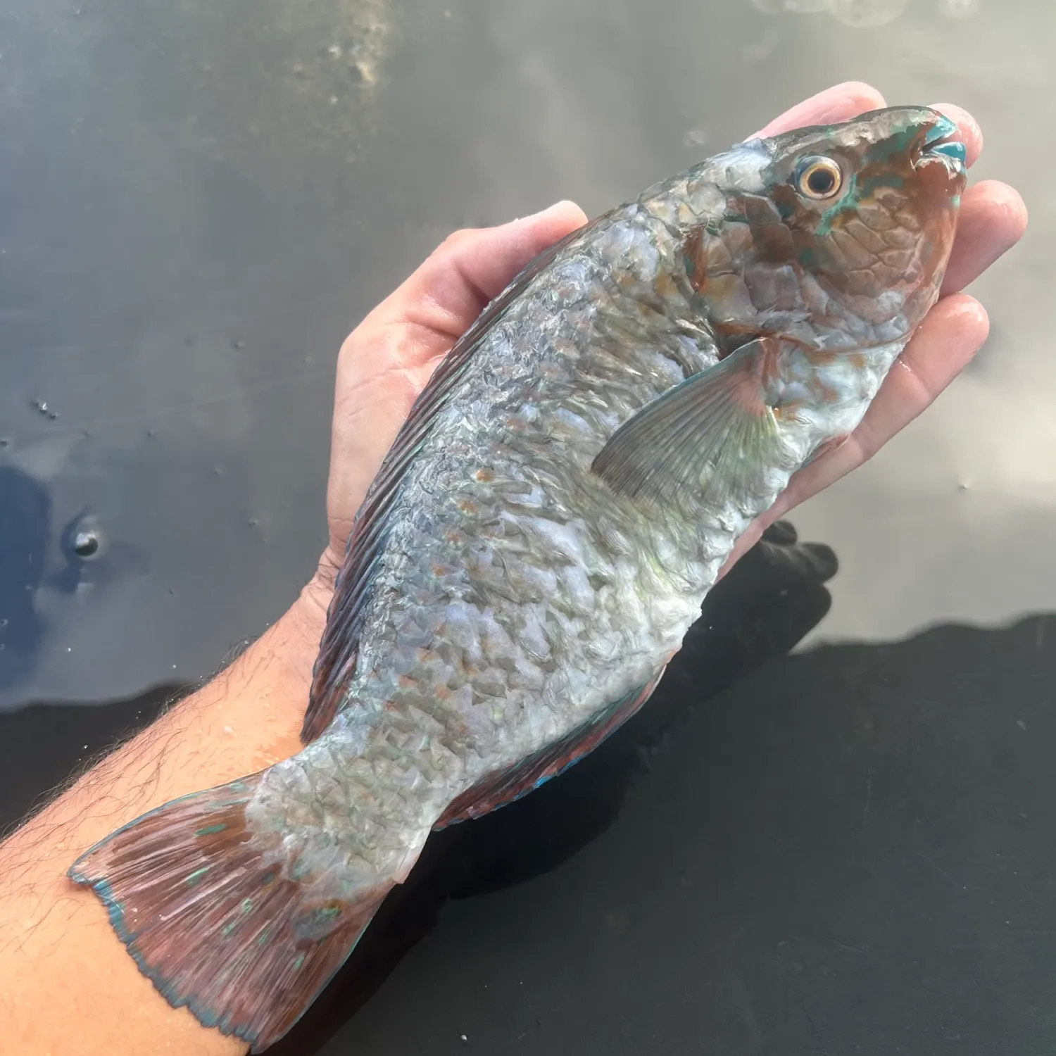 The most recent Common parrotfish catches on Fishbrain