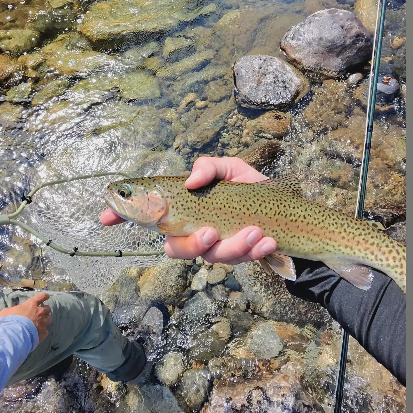 Cutbow caught on Fishbrain