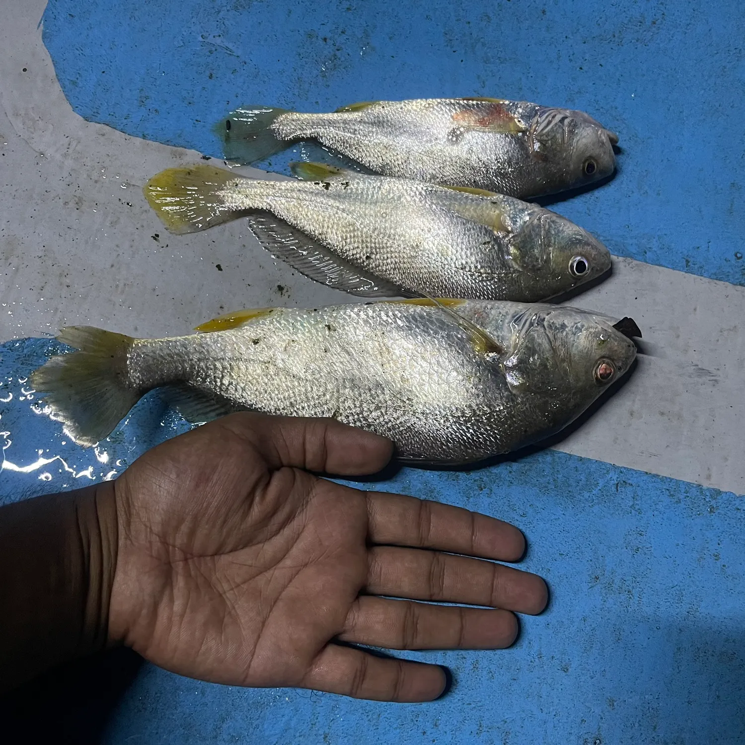 recently logged catches