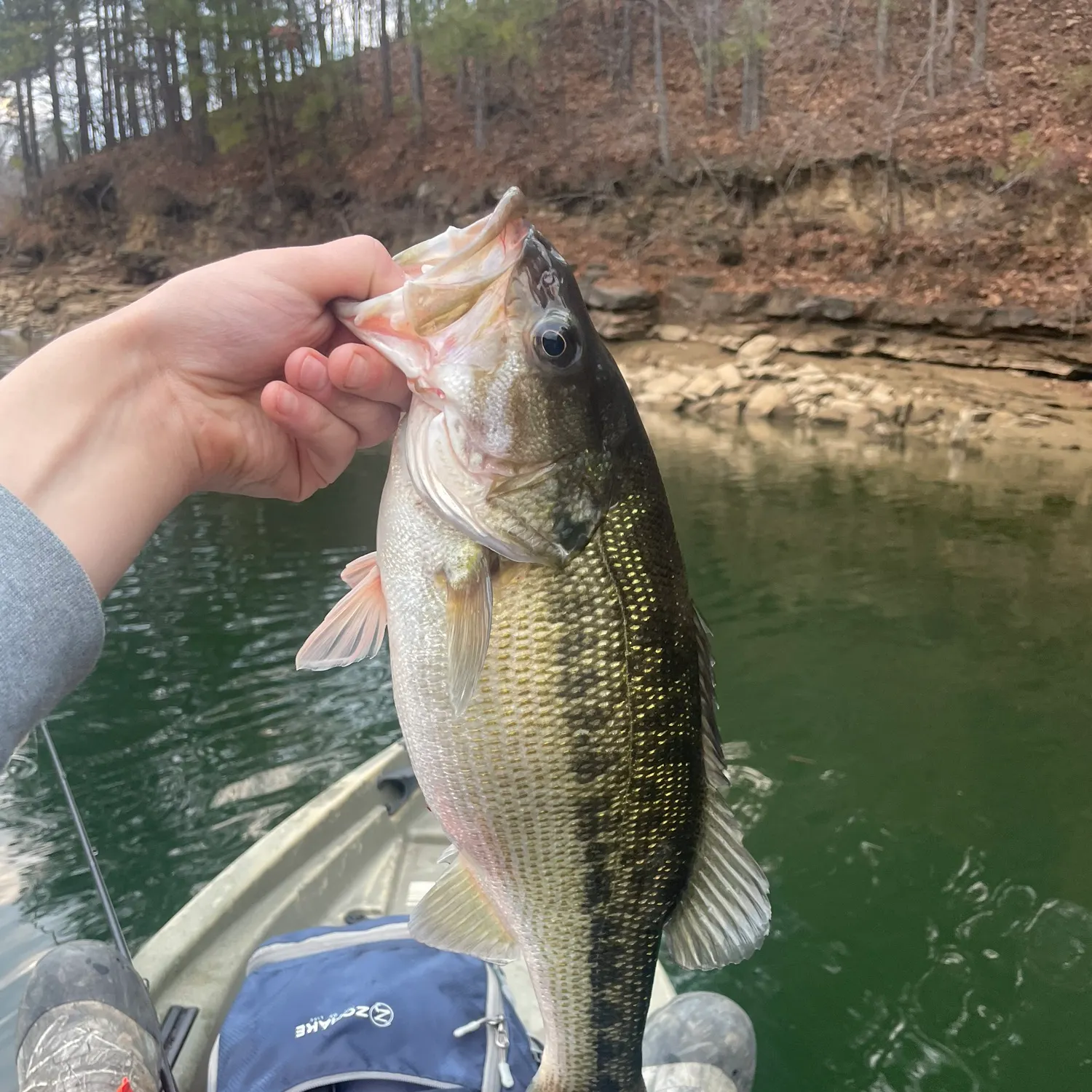 The most recent Spotted bass catches on Fishbrain