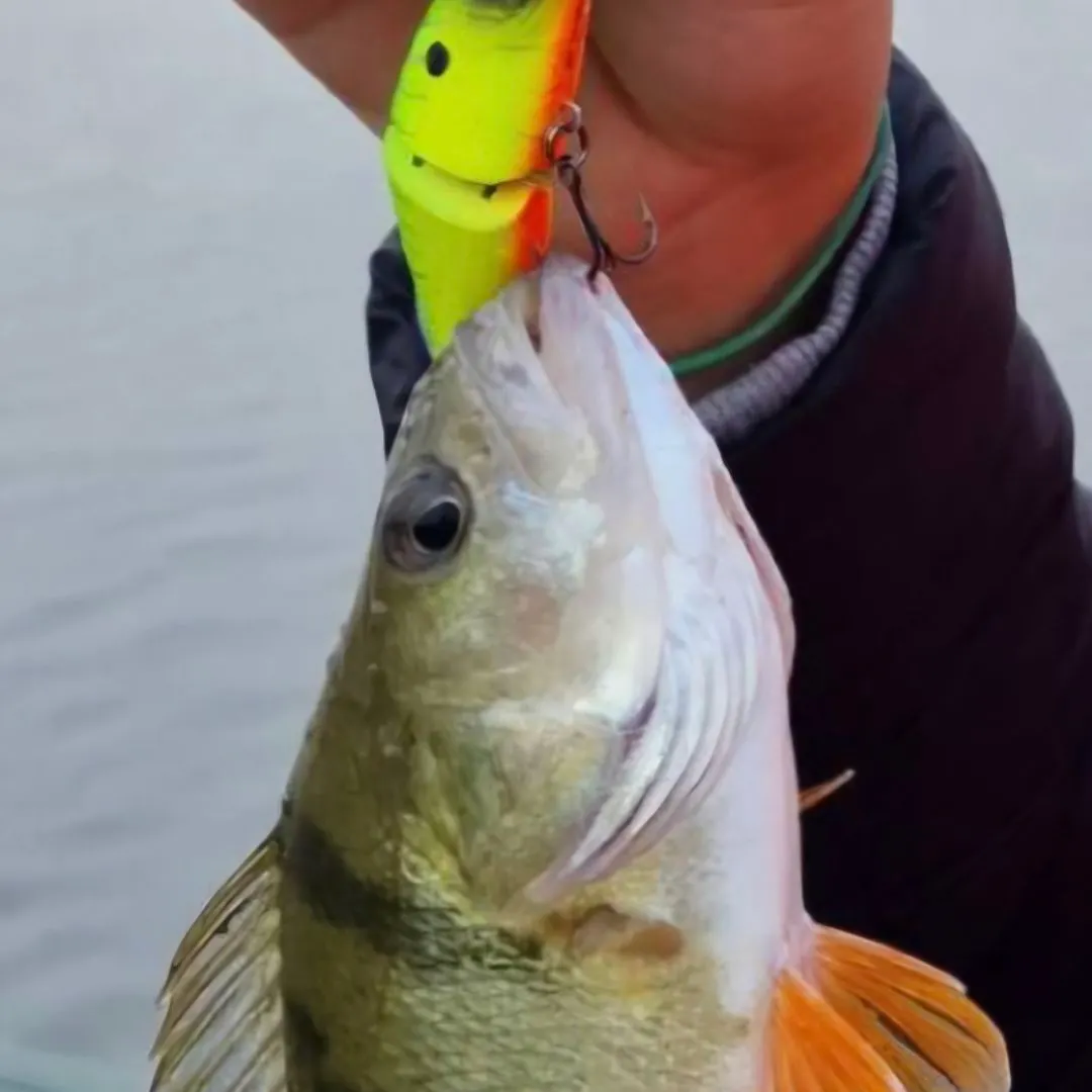Fish caught on Fishbrain