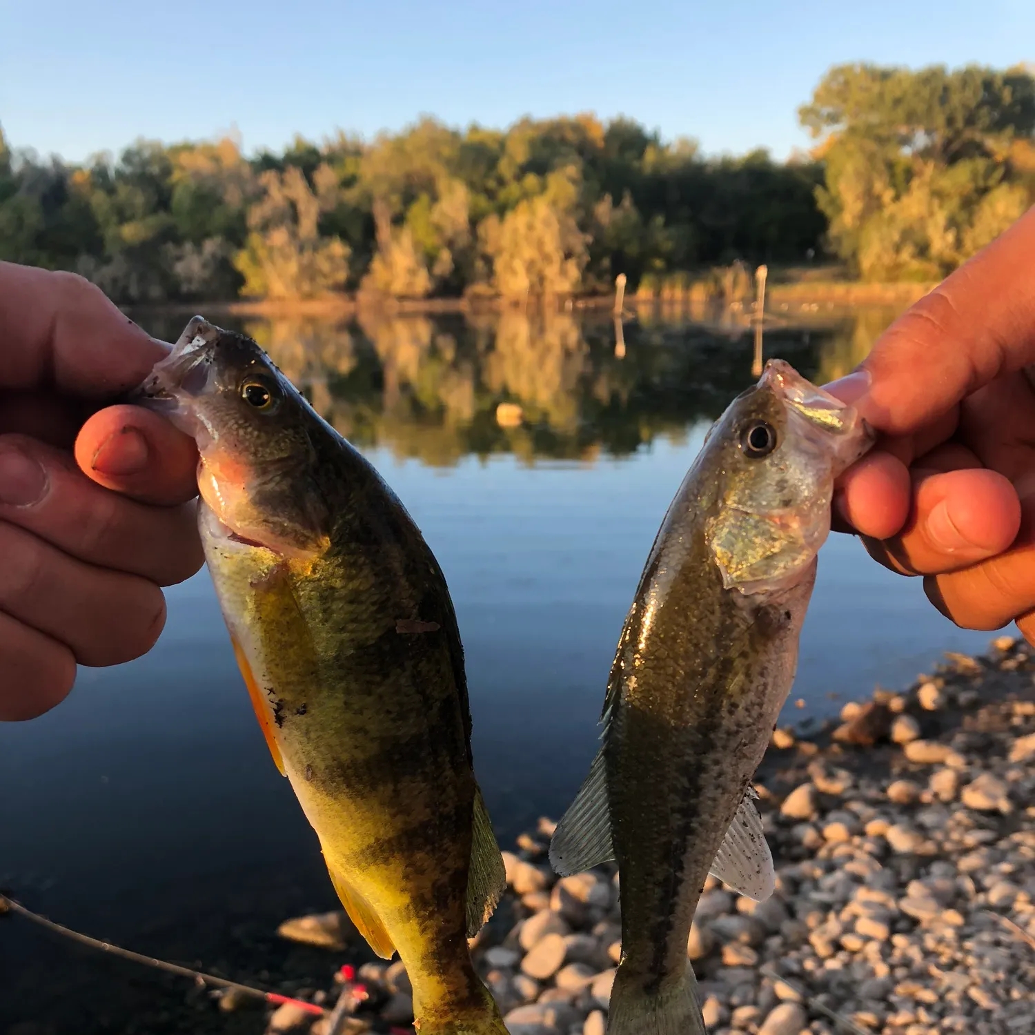 Yellow perch caught on Fishbrain