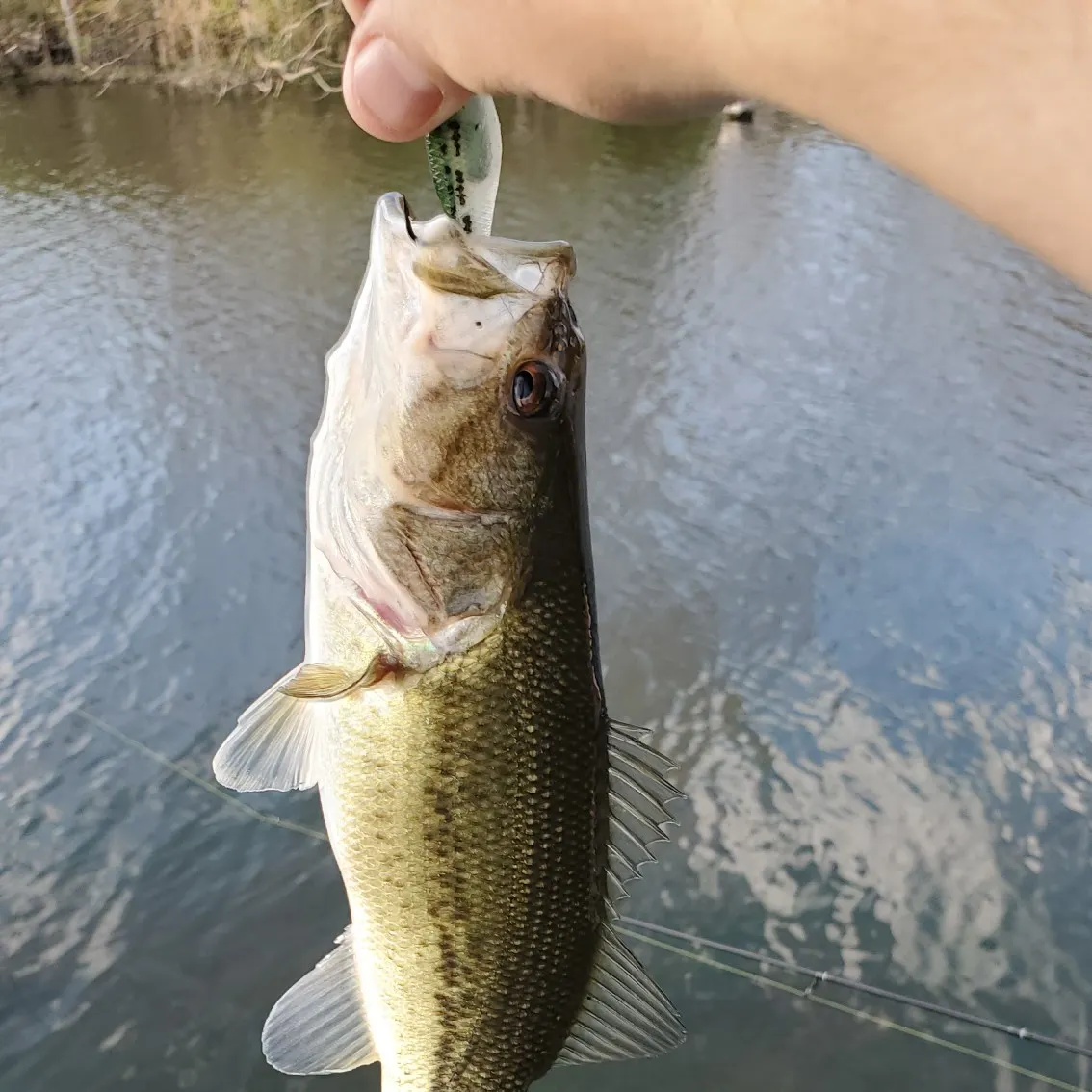 angler catch