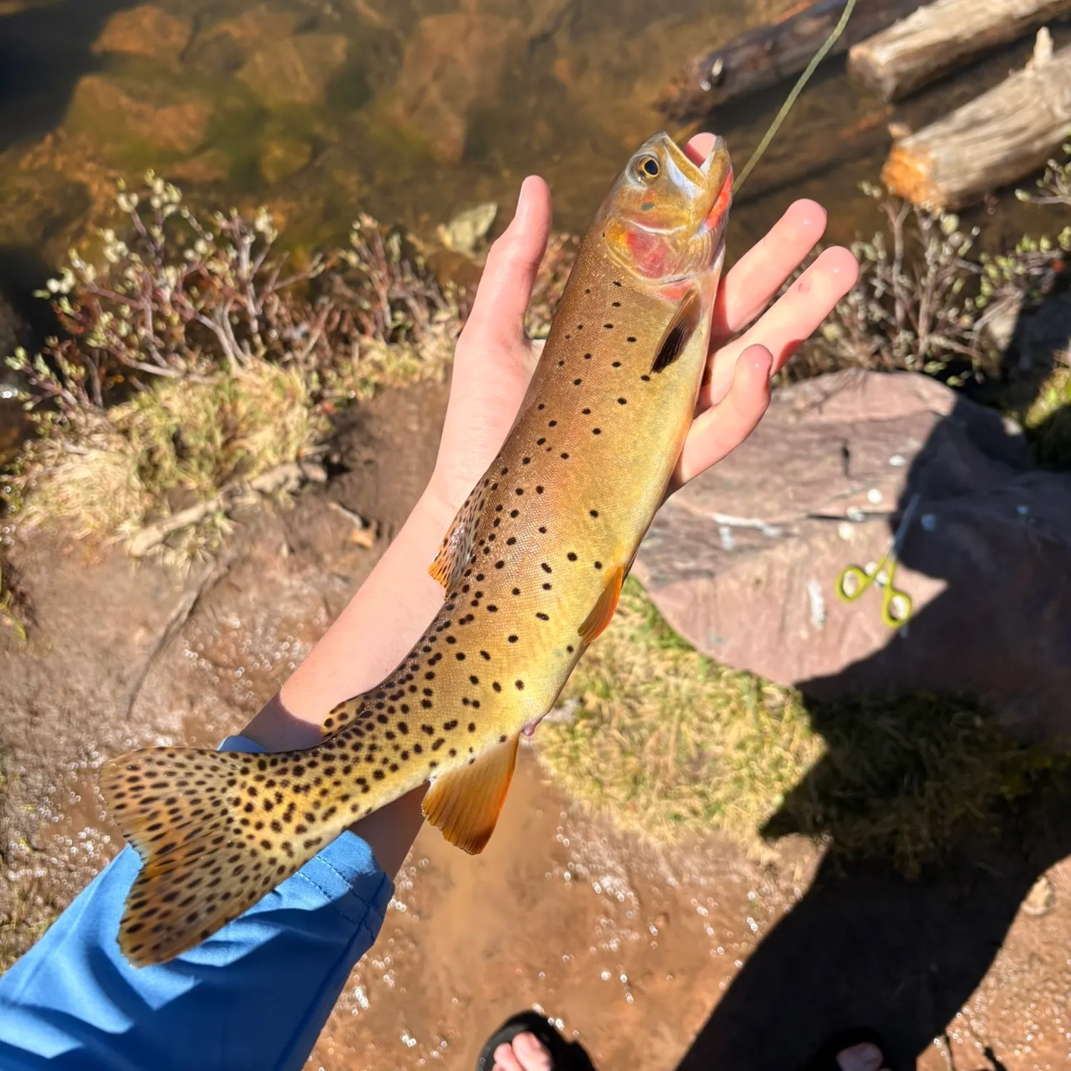 Cutthroat trout caught on Fishbrain