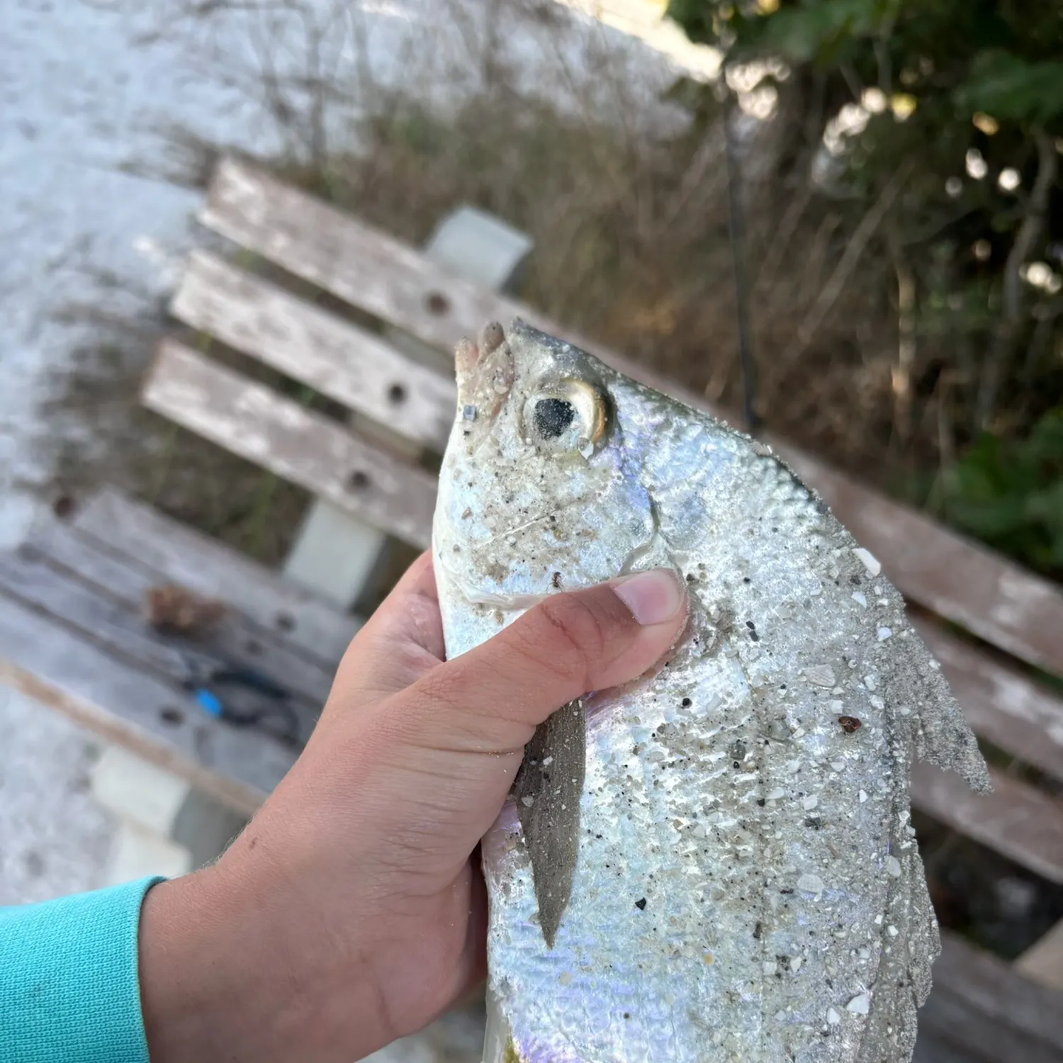 The most recent Striped mojarra catches on Fishbrain