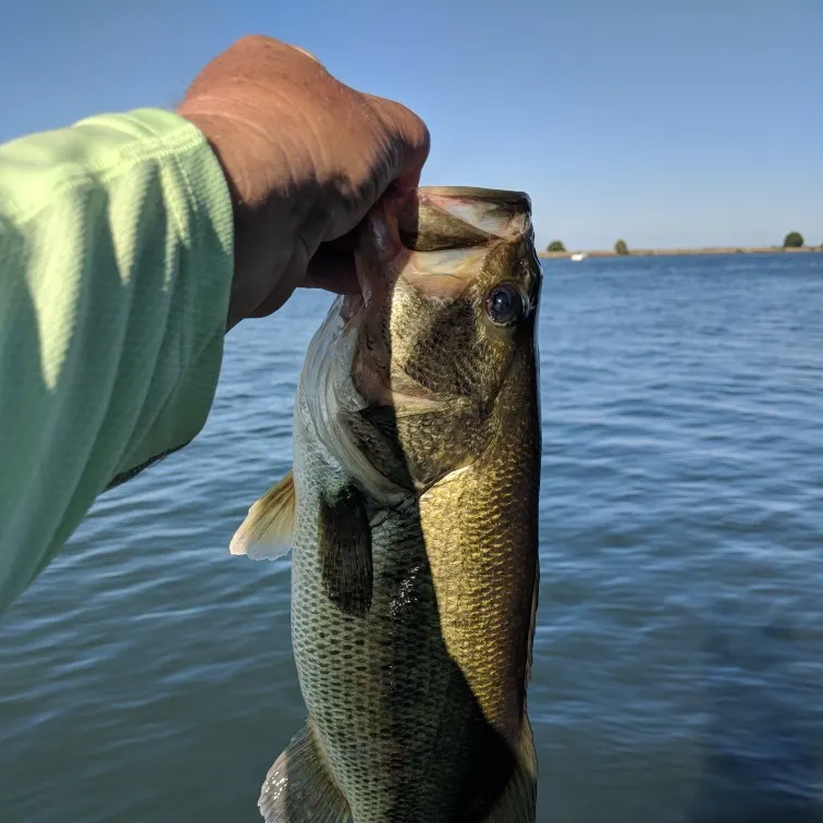 angler catch