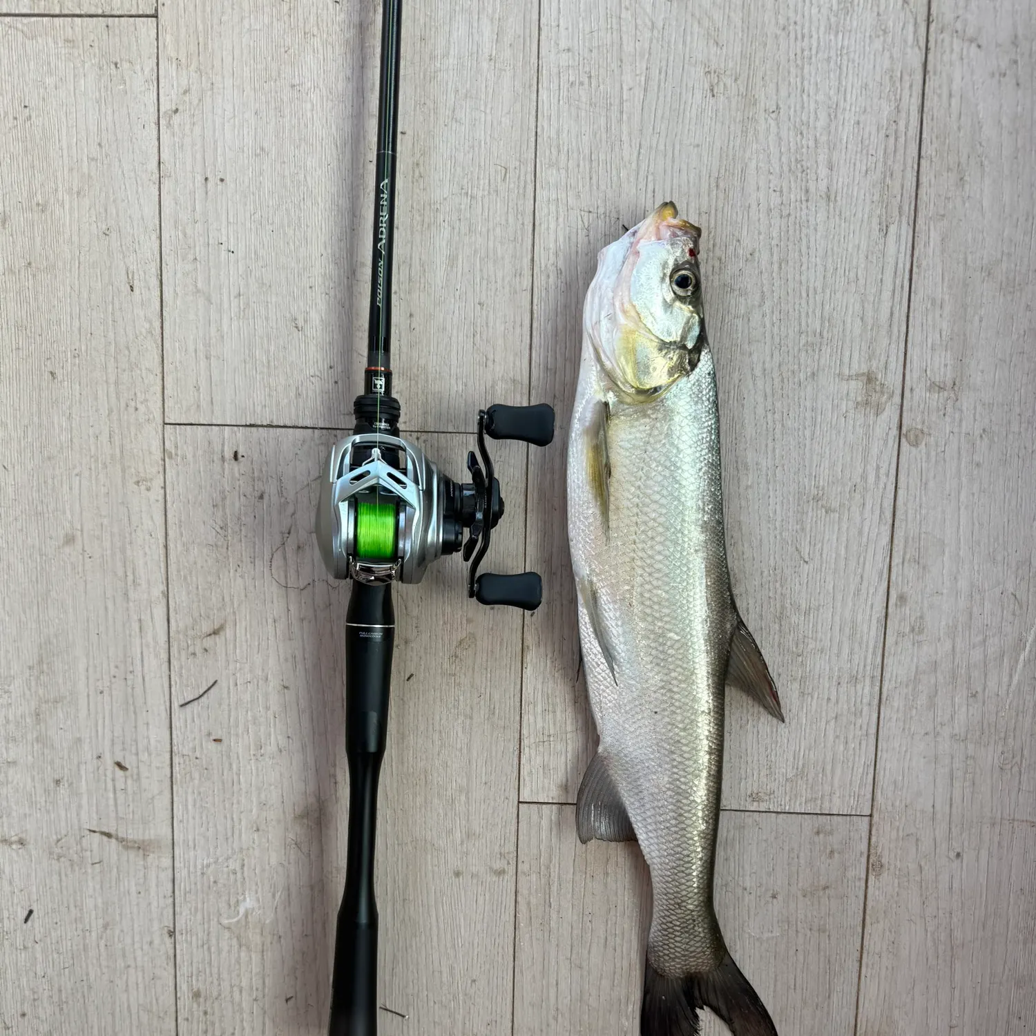 The most recent Predatory carp catches on Fishbrain