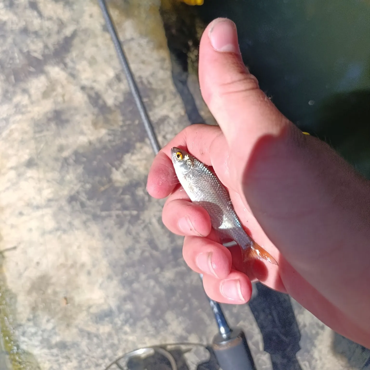 Common roach caught on Fishbrain