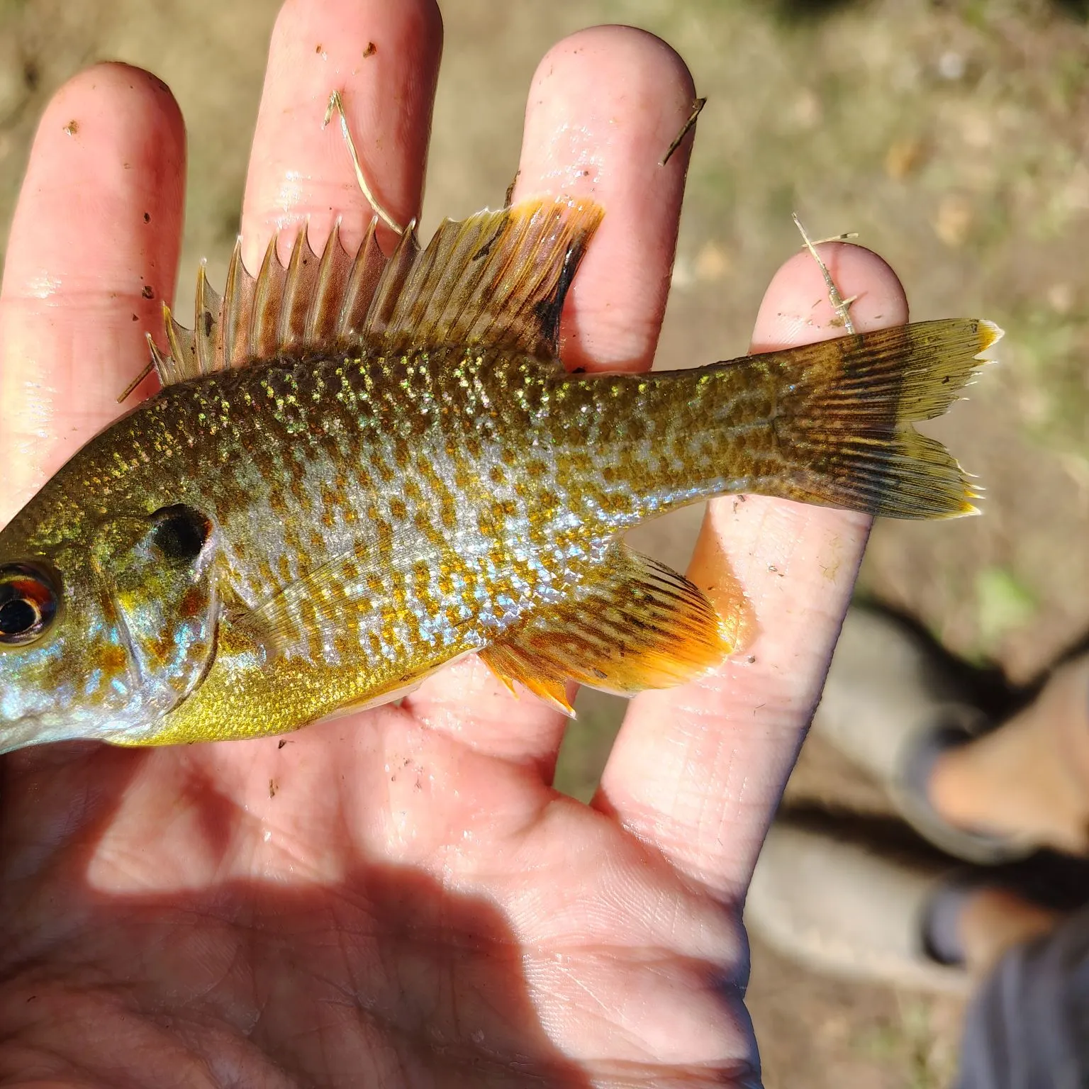 Greengill hybrid caught on Fishbrain