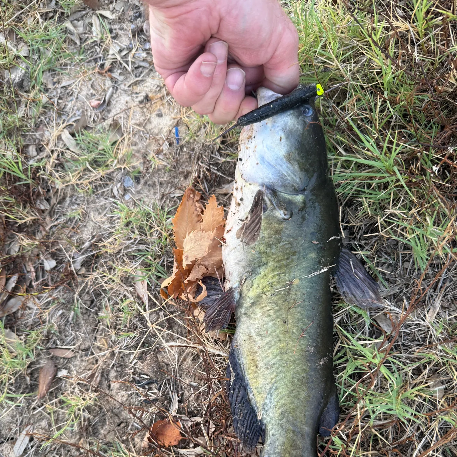 Black bullhead caught on Fishbrain