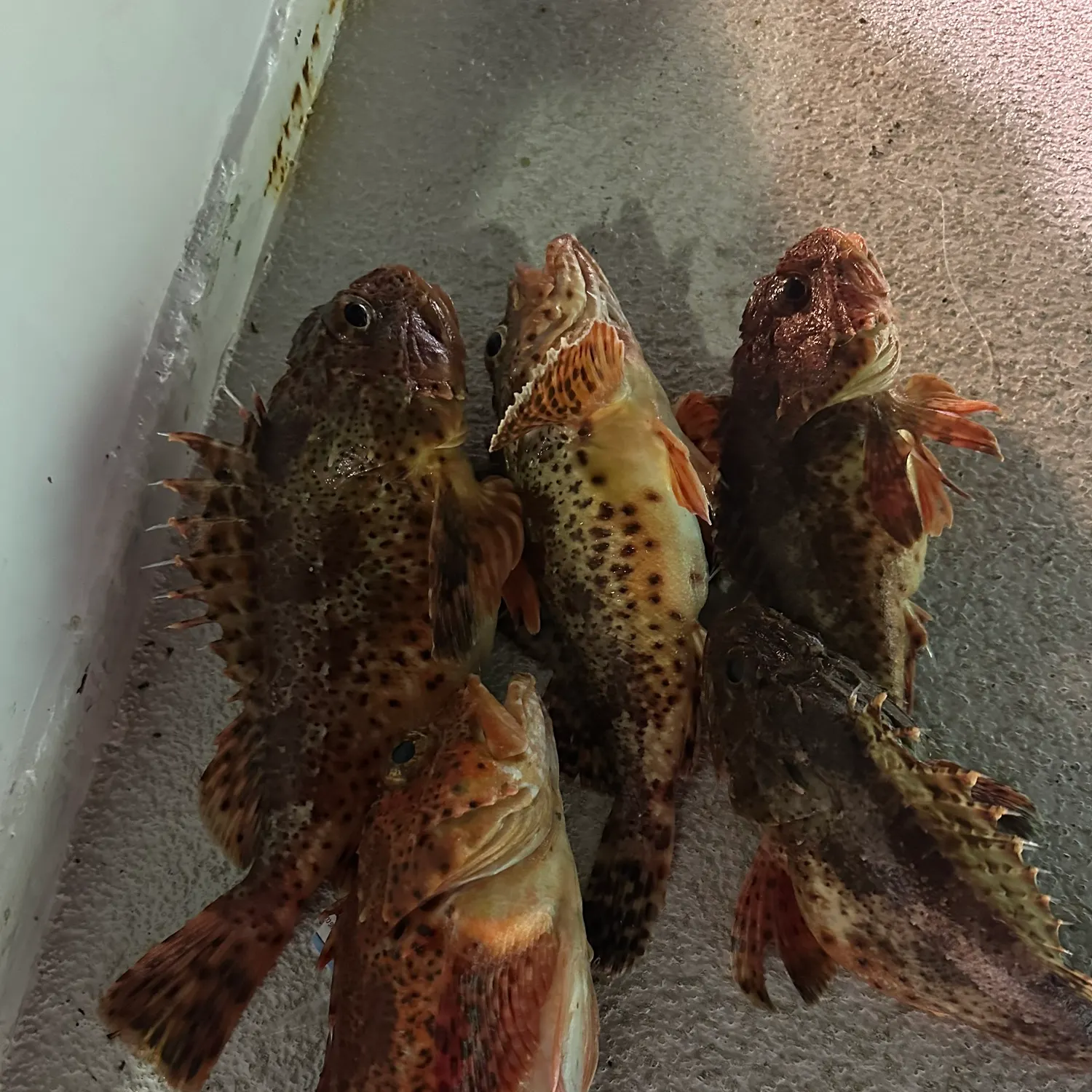 recently logged catches