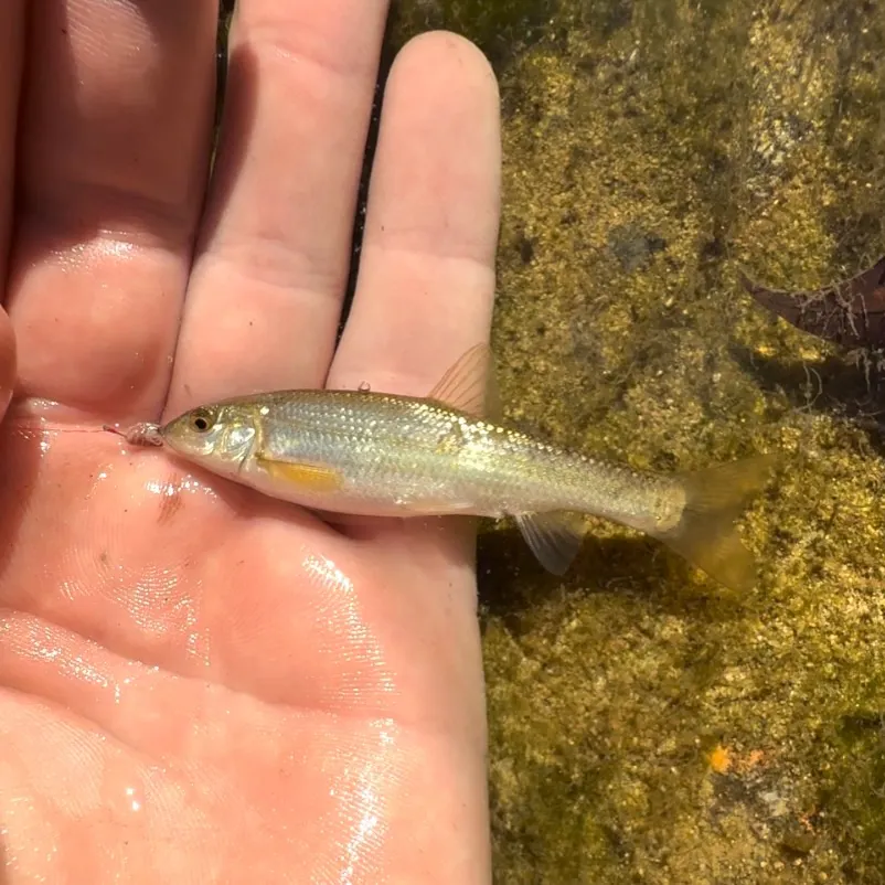 The most recent Central stoneroller catches on Fishbrain