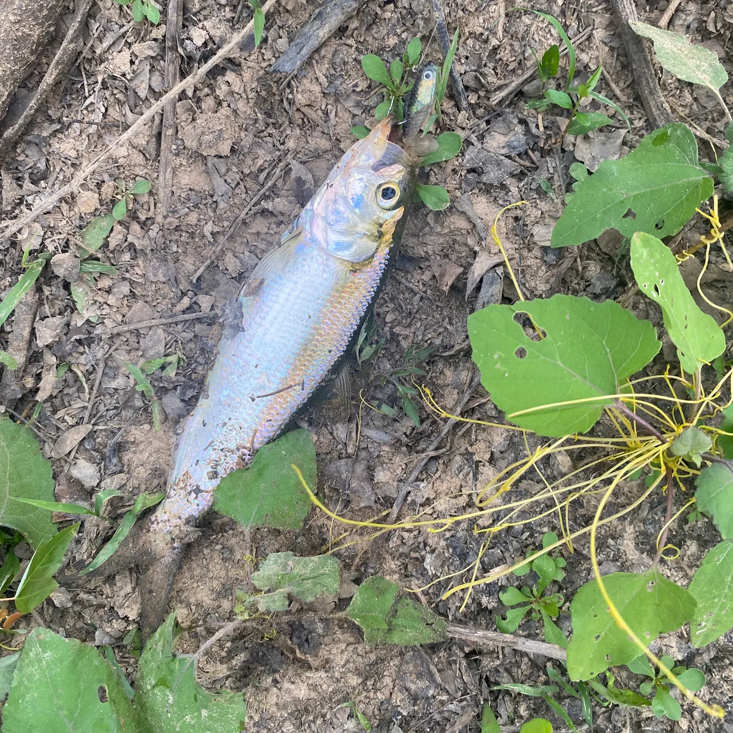 The most recent Skipjack herring catches on Fishbrain