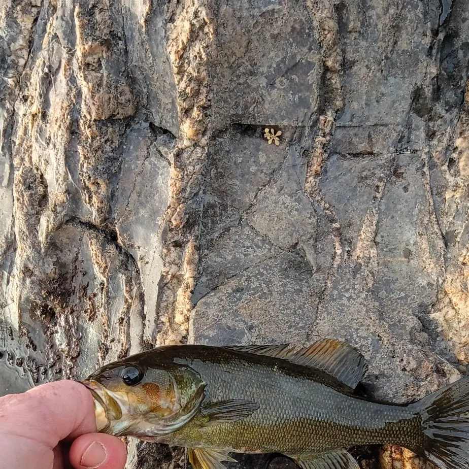 Smallmouth bass caught on Fishbrain