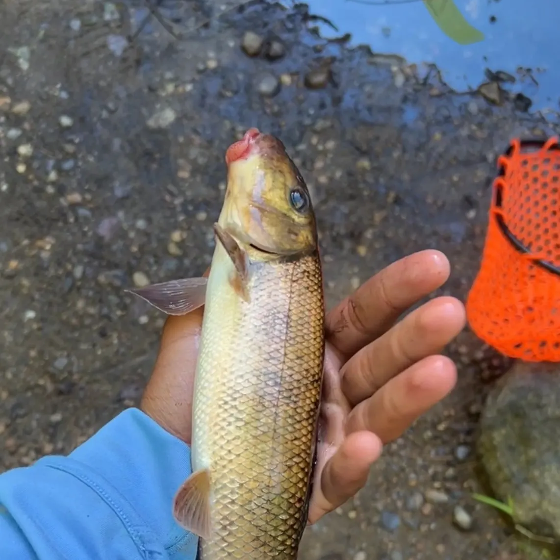 White sucker caught on Fishbrain