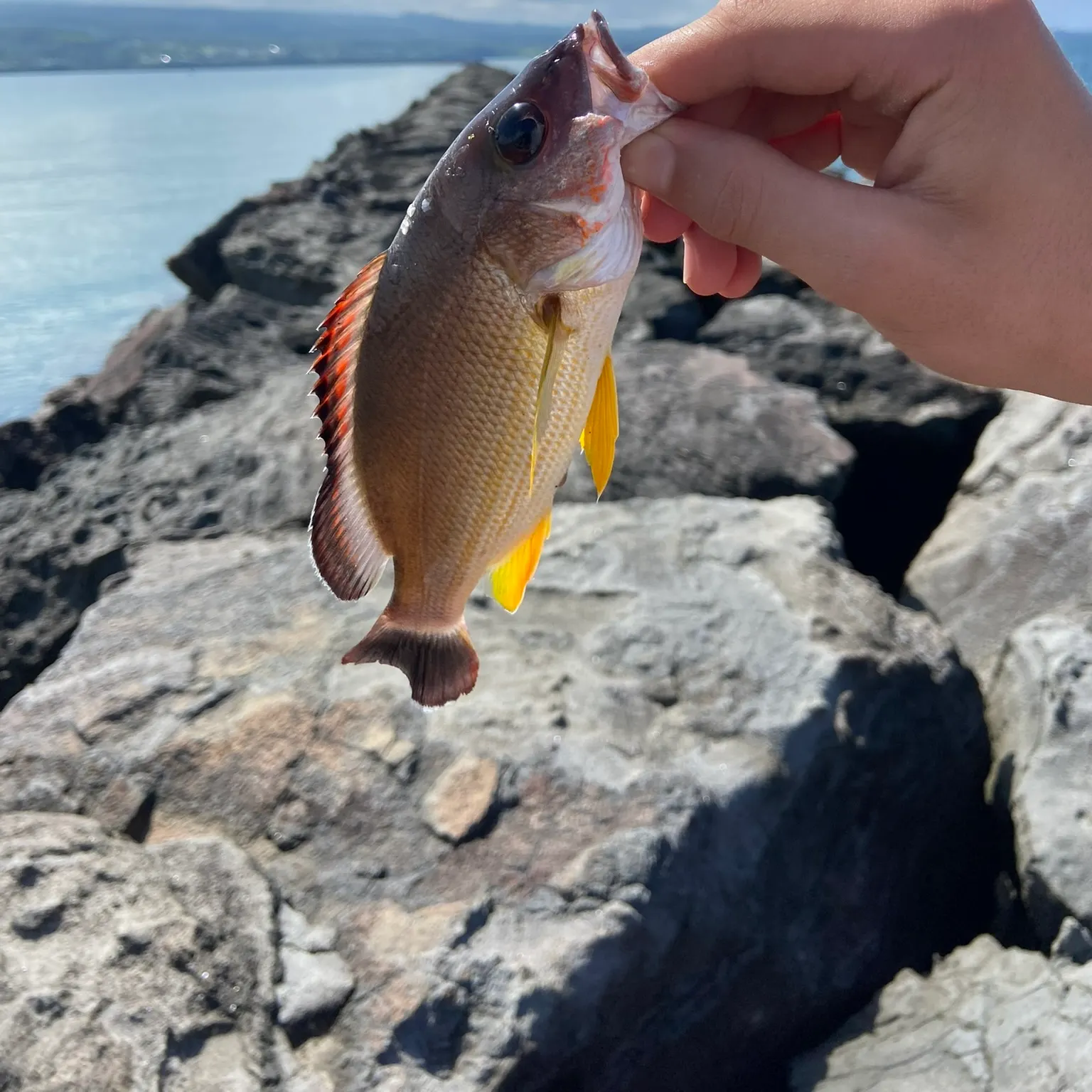 catch