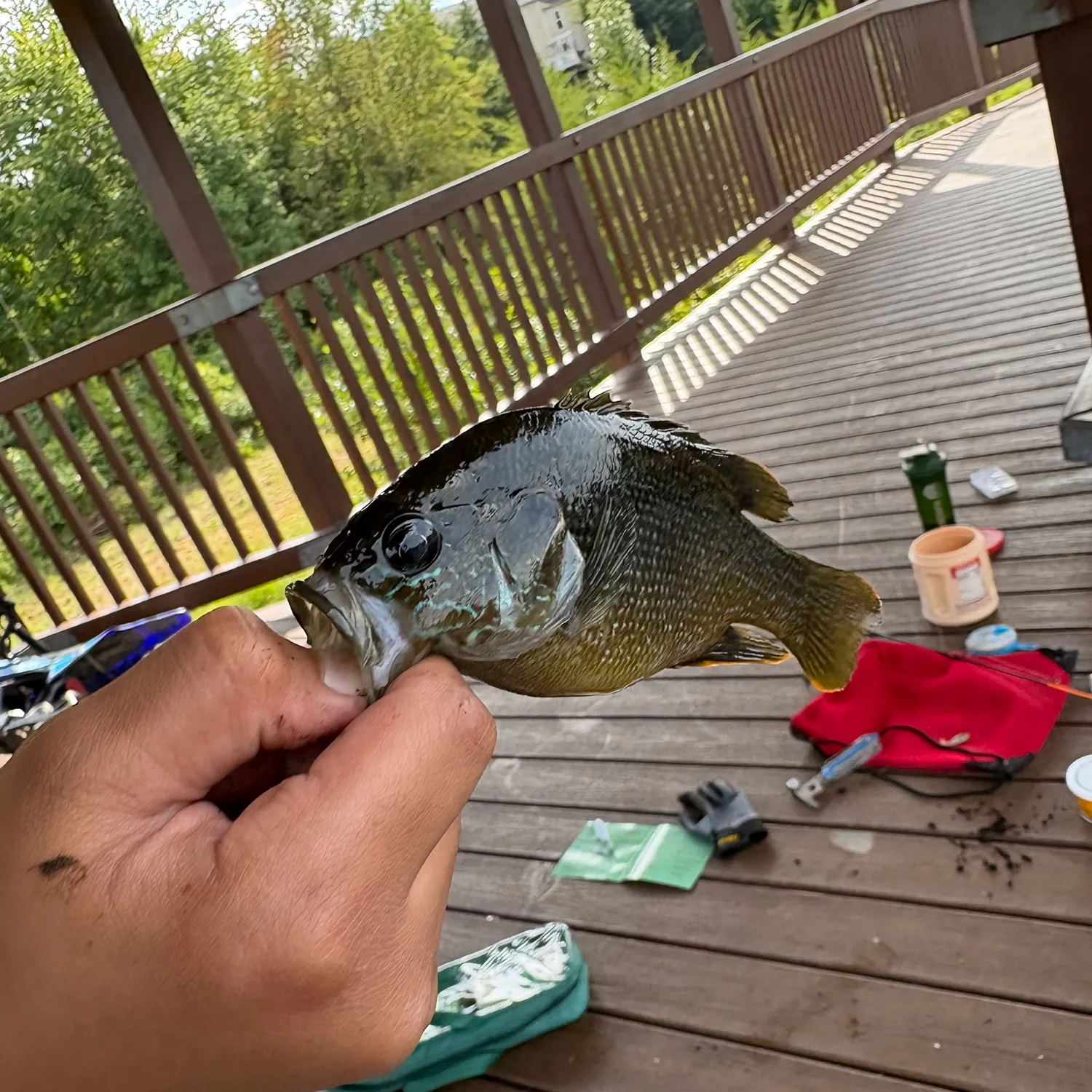 Smallmouth bass caught on Fishbrain