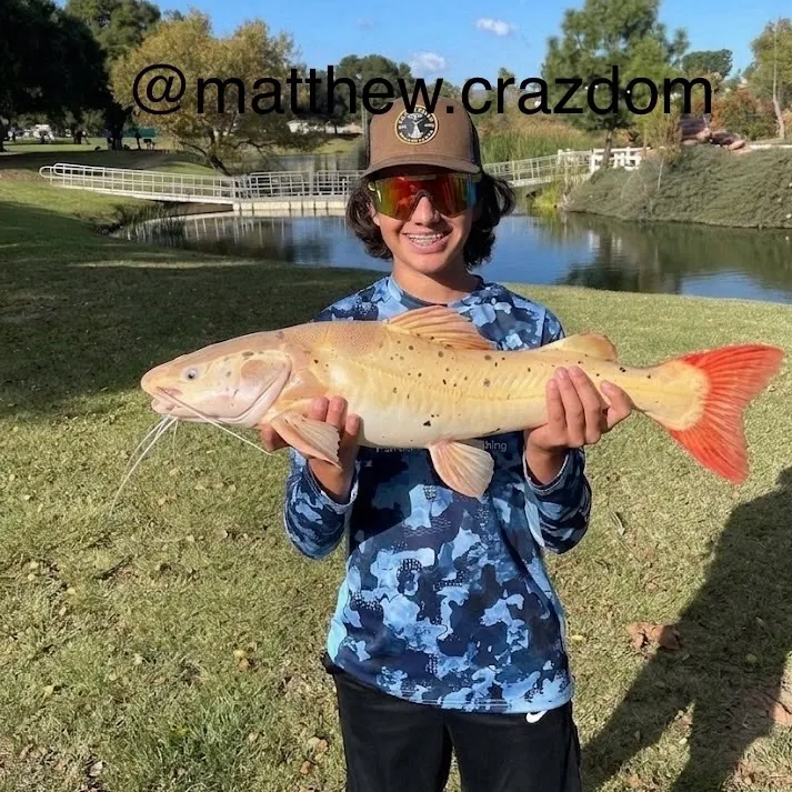 The most recent Redtail catfish catches on Fishbrain