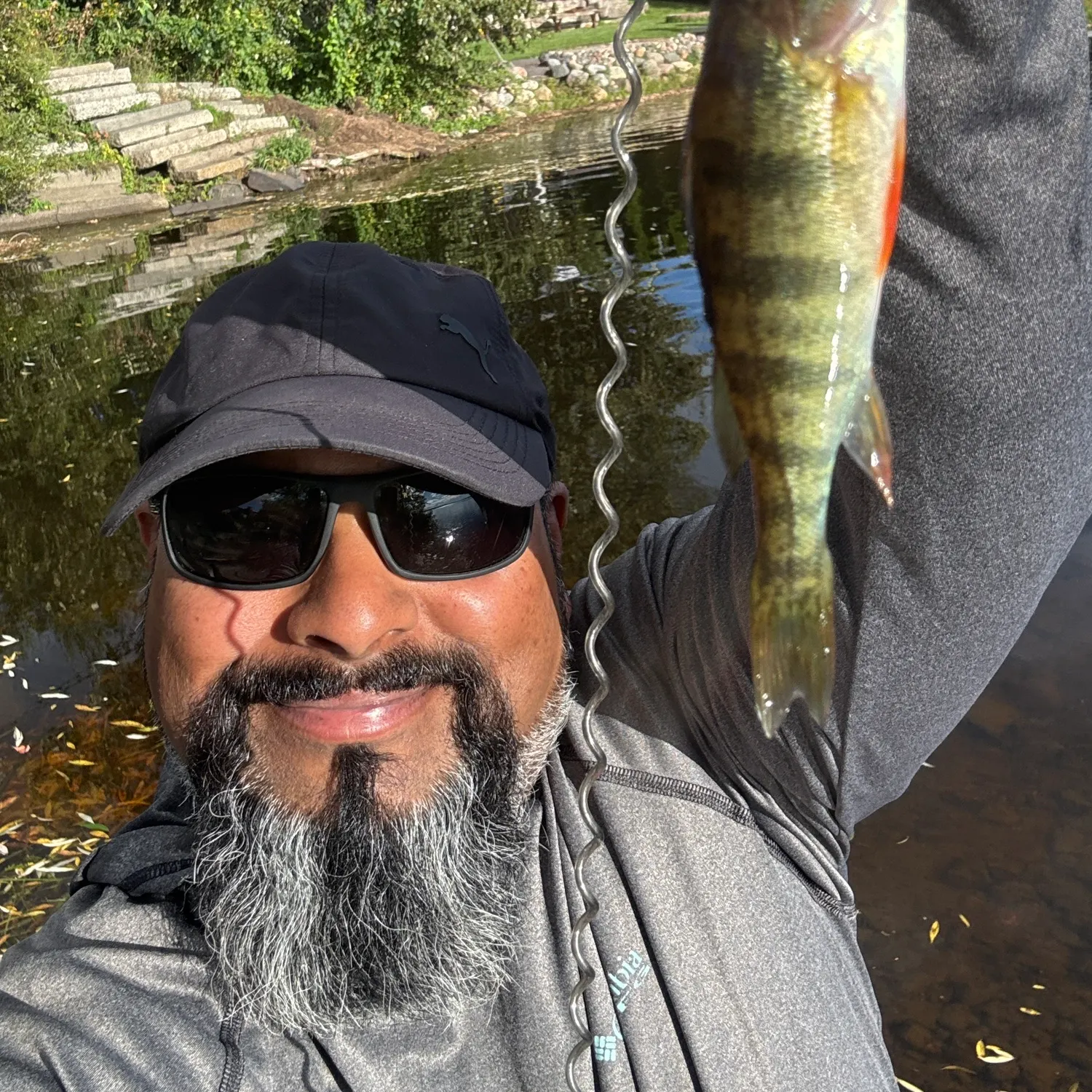 Yellow perch caught on Fishbrain