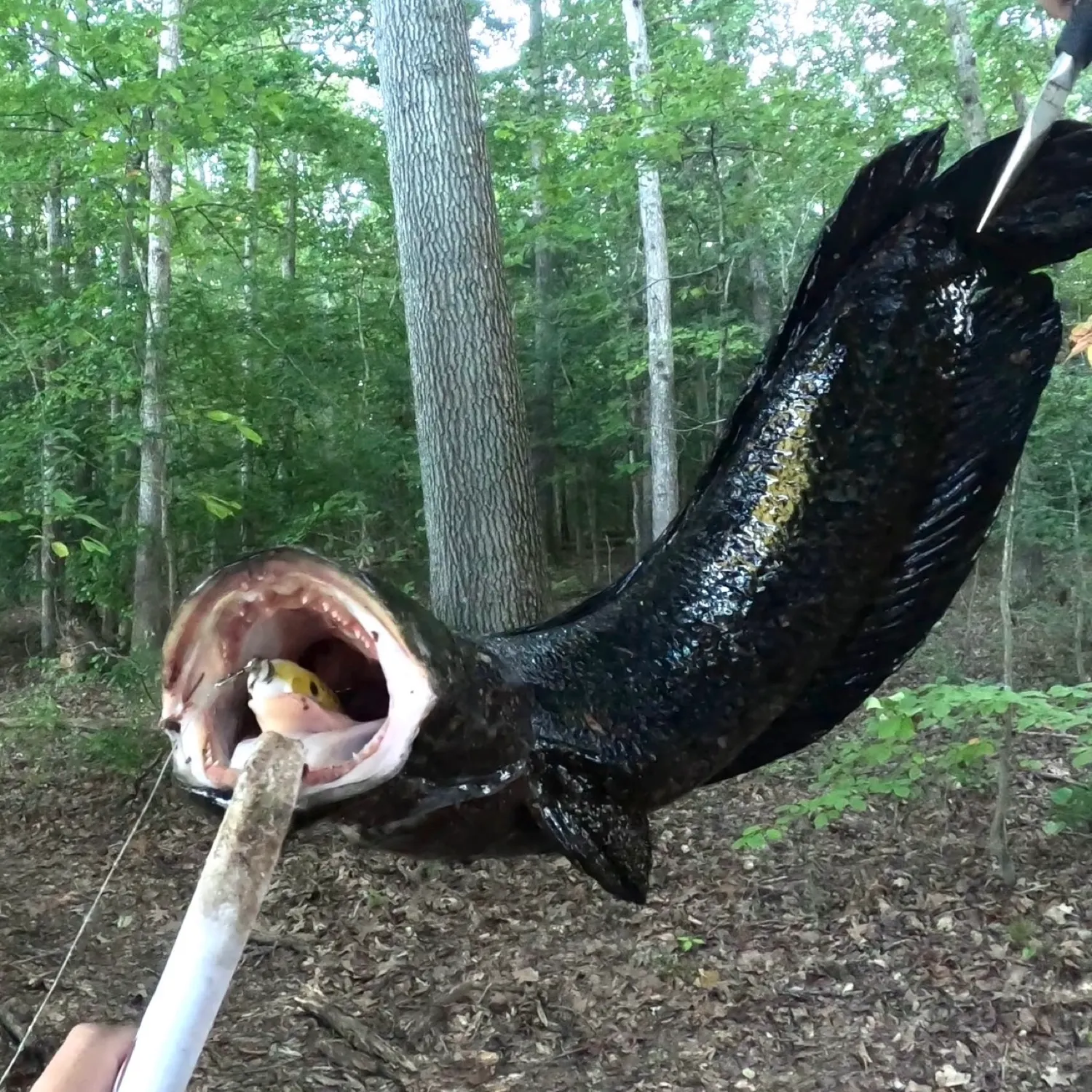 catch