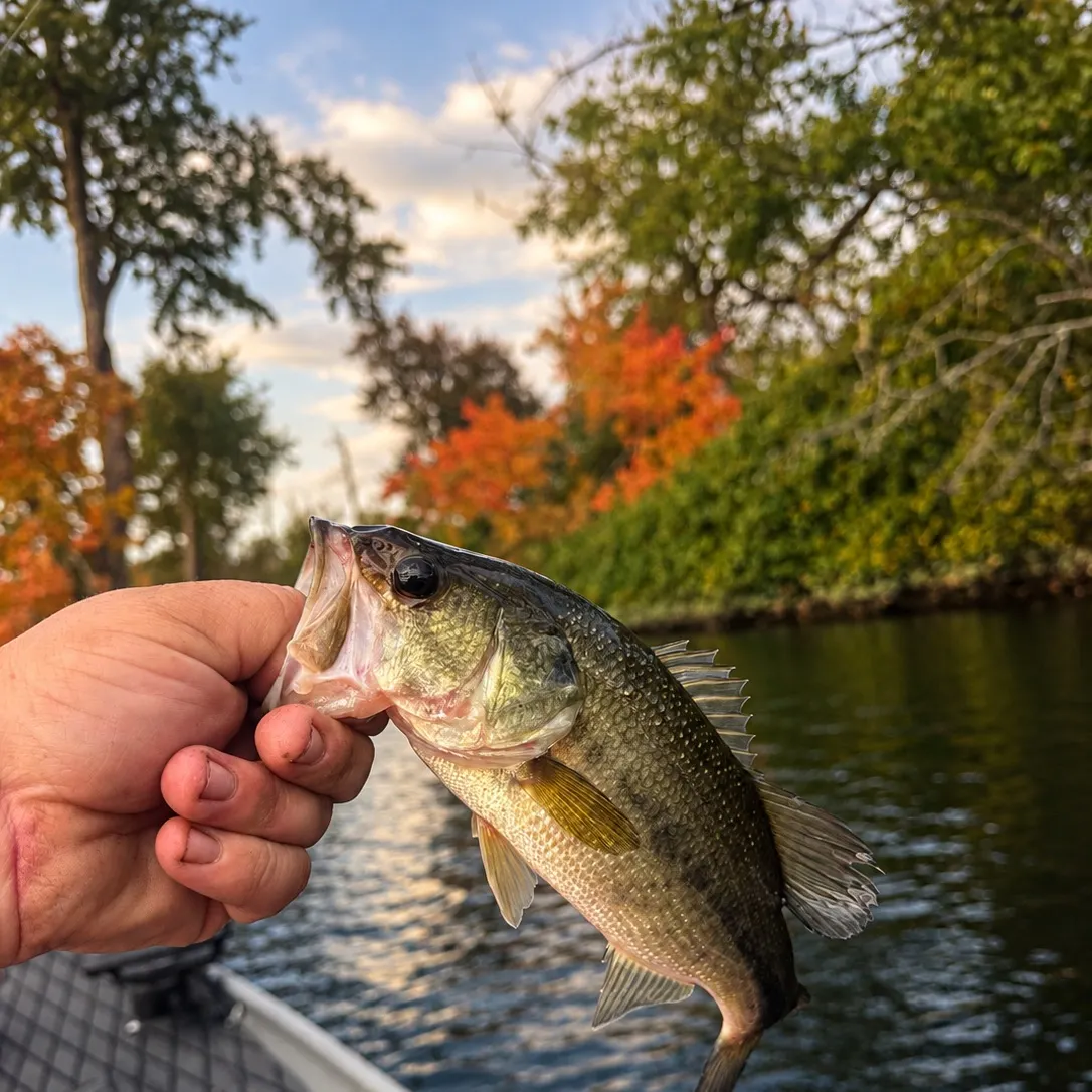 Largemouth bass caught on Fishbrain