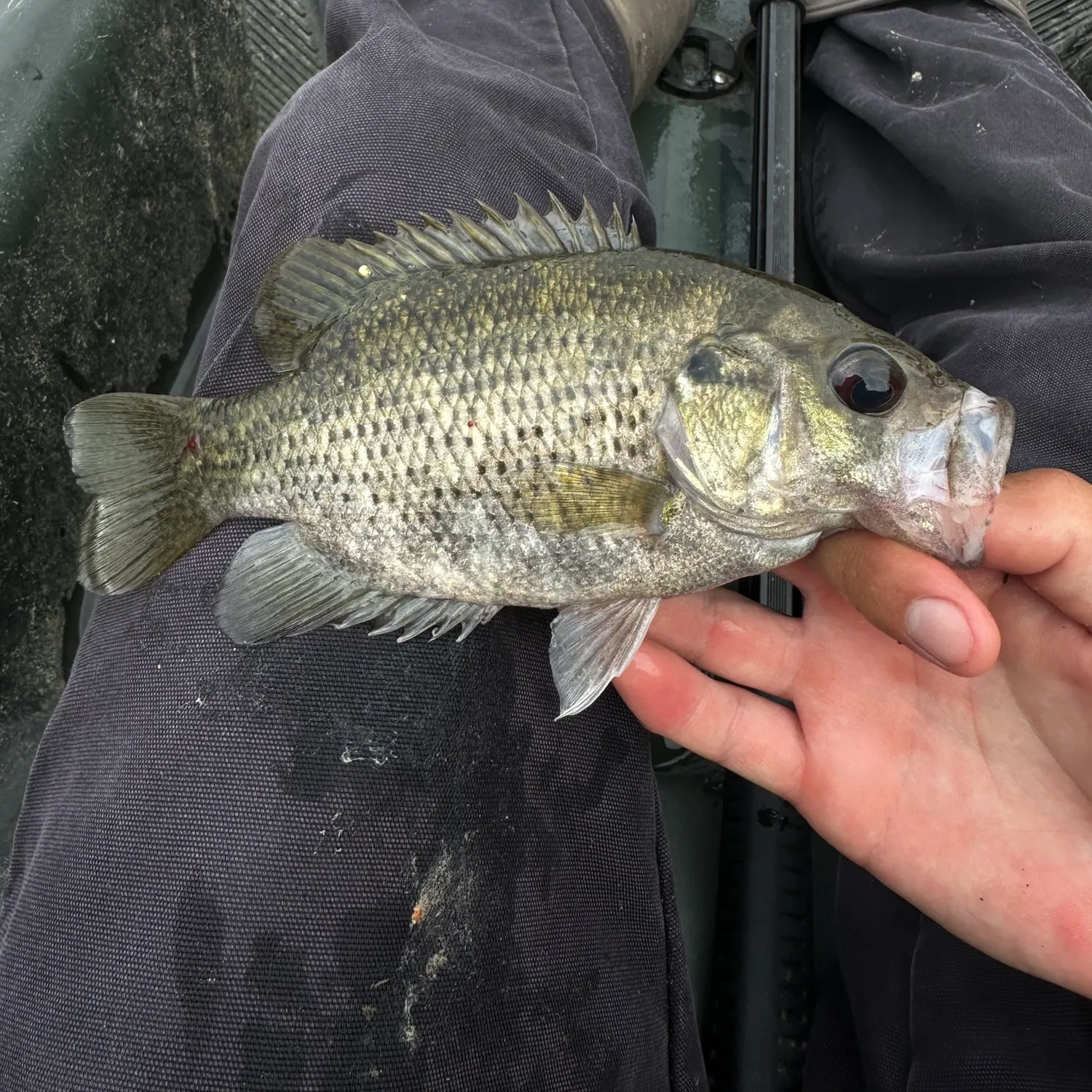 Rock bass caught on Fishbrain