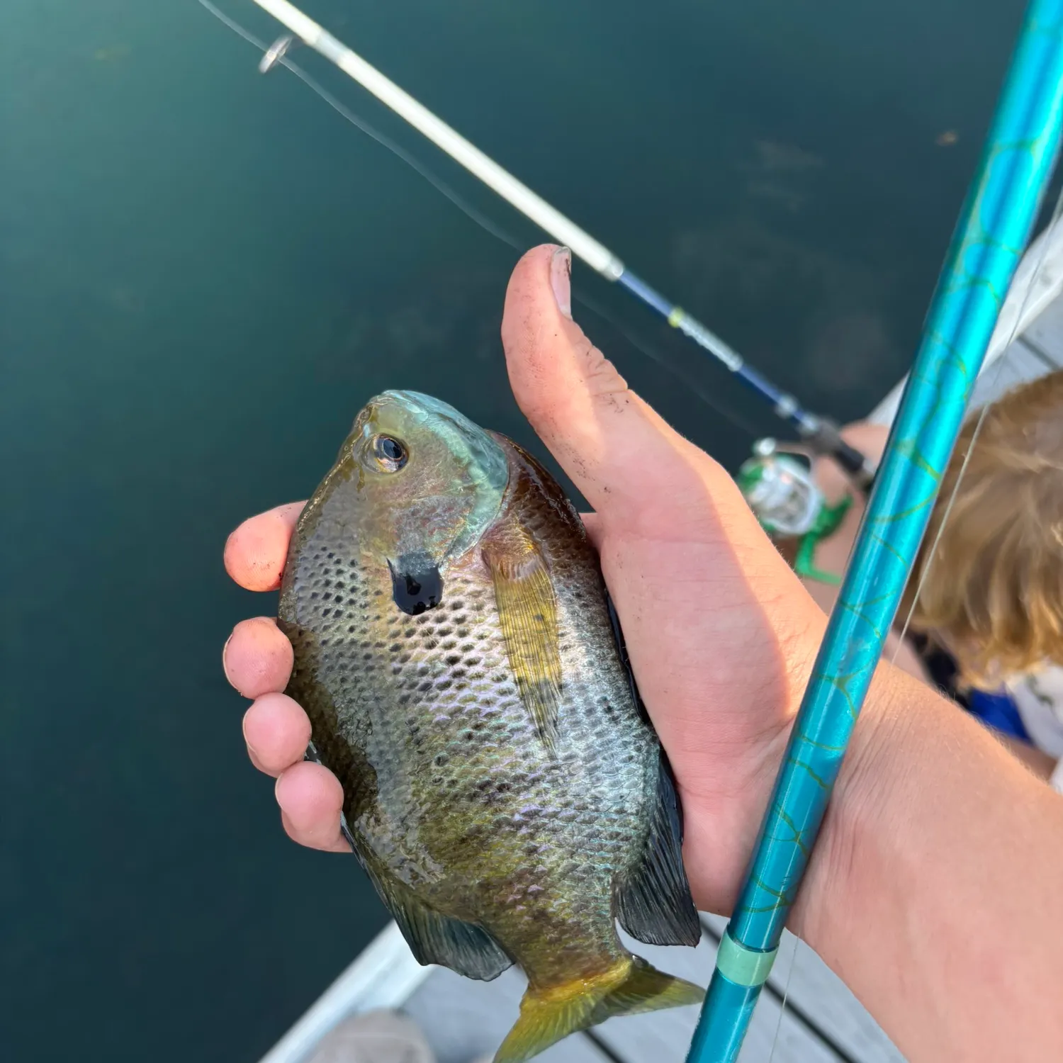 Bluegill caught on Fishbrain