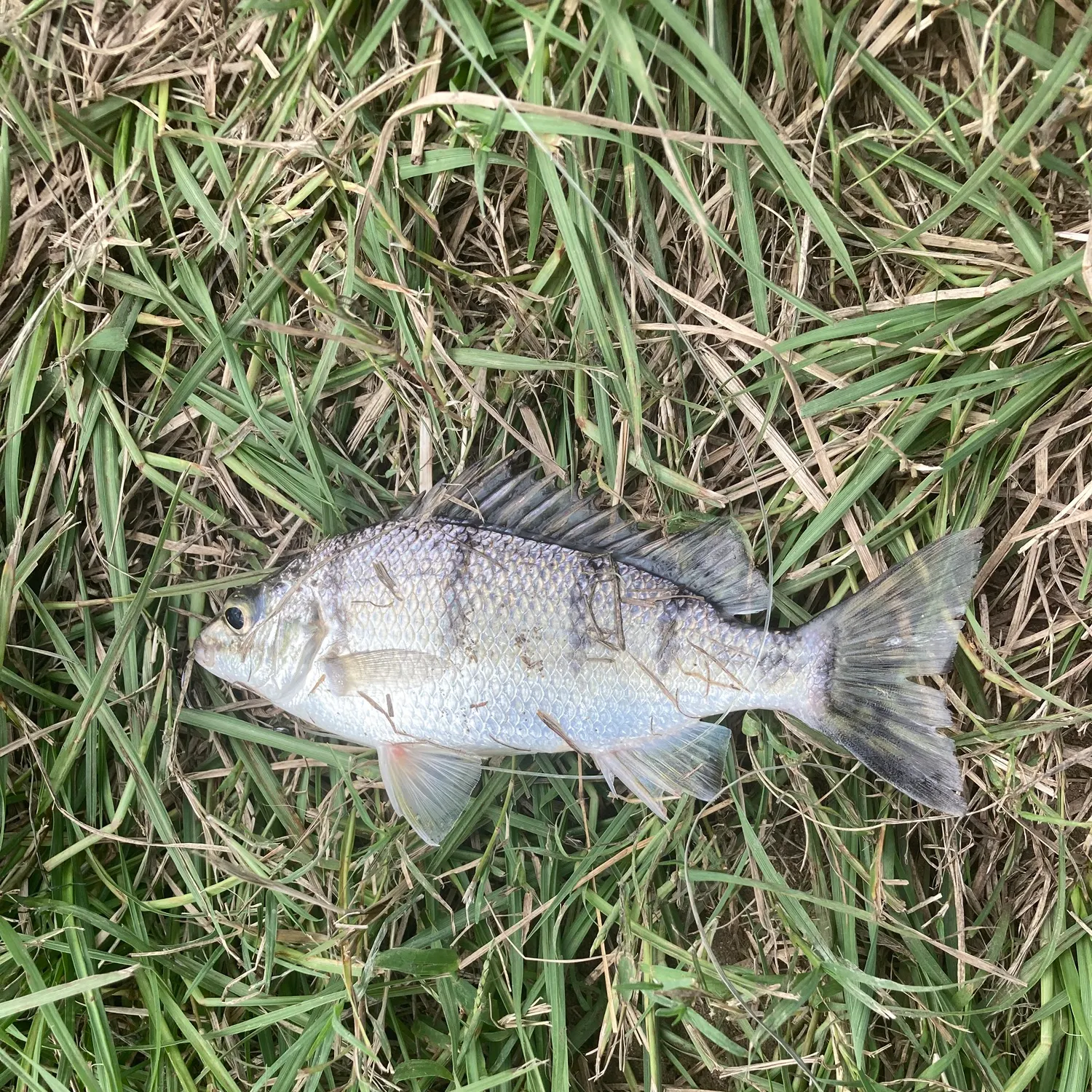 most liked catch image