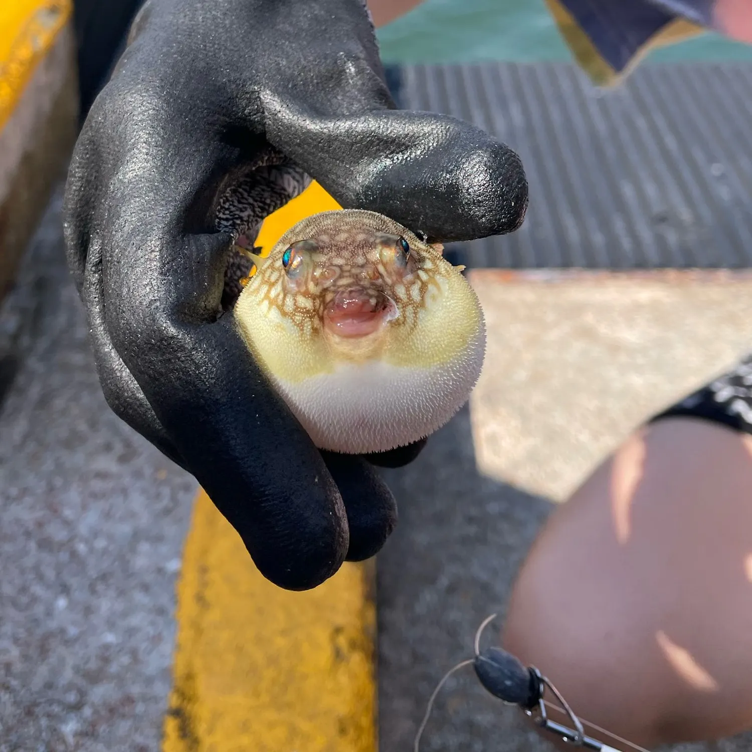 The most recent Grass puffer catches on Fishbrain