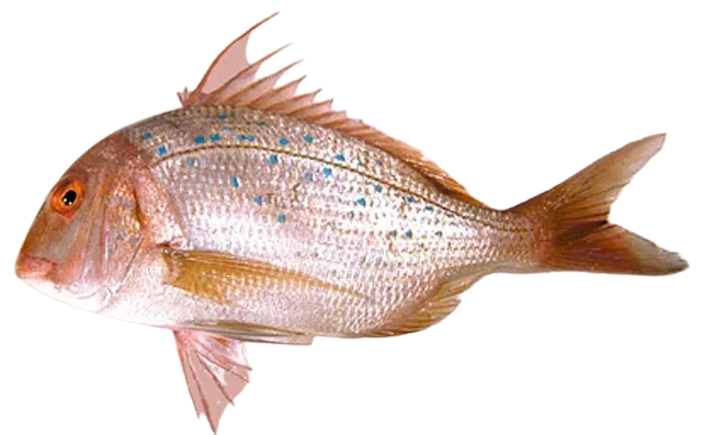 Bluespotted seabream