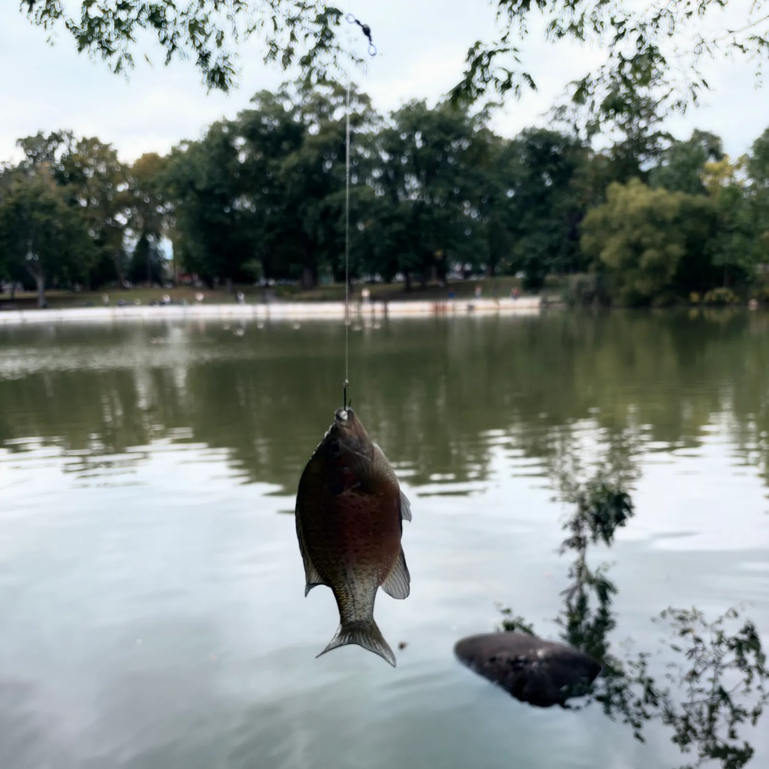 Bluegill caught on Fishbrain
