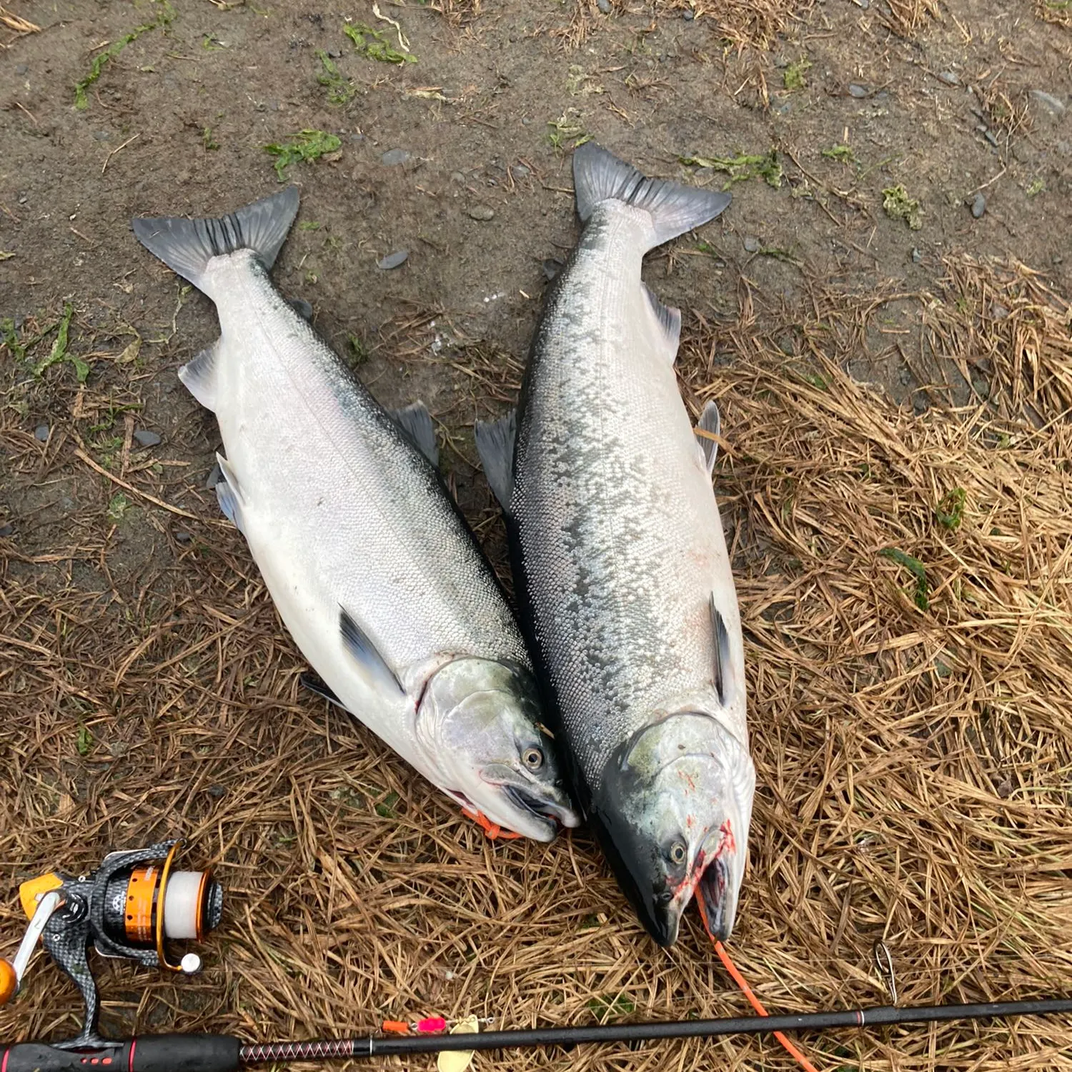 angler catch